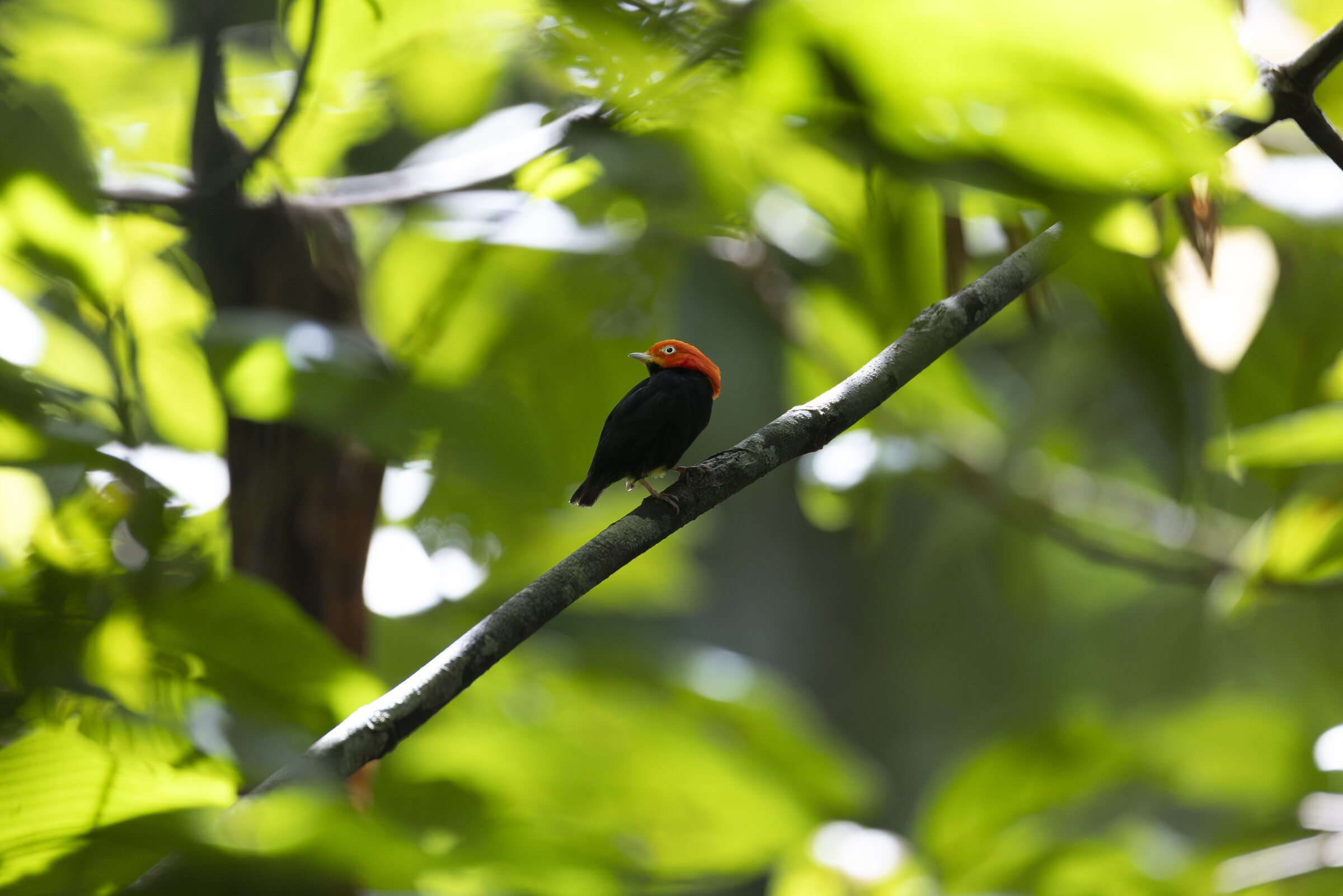 Pájaro en la rama