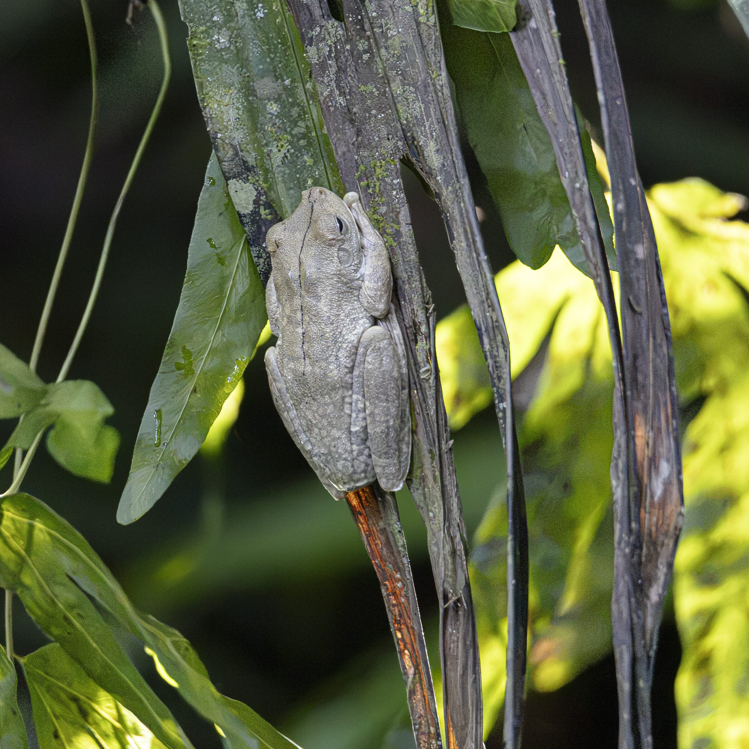 Rana camuflada en la naturaleza