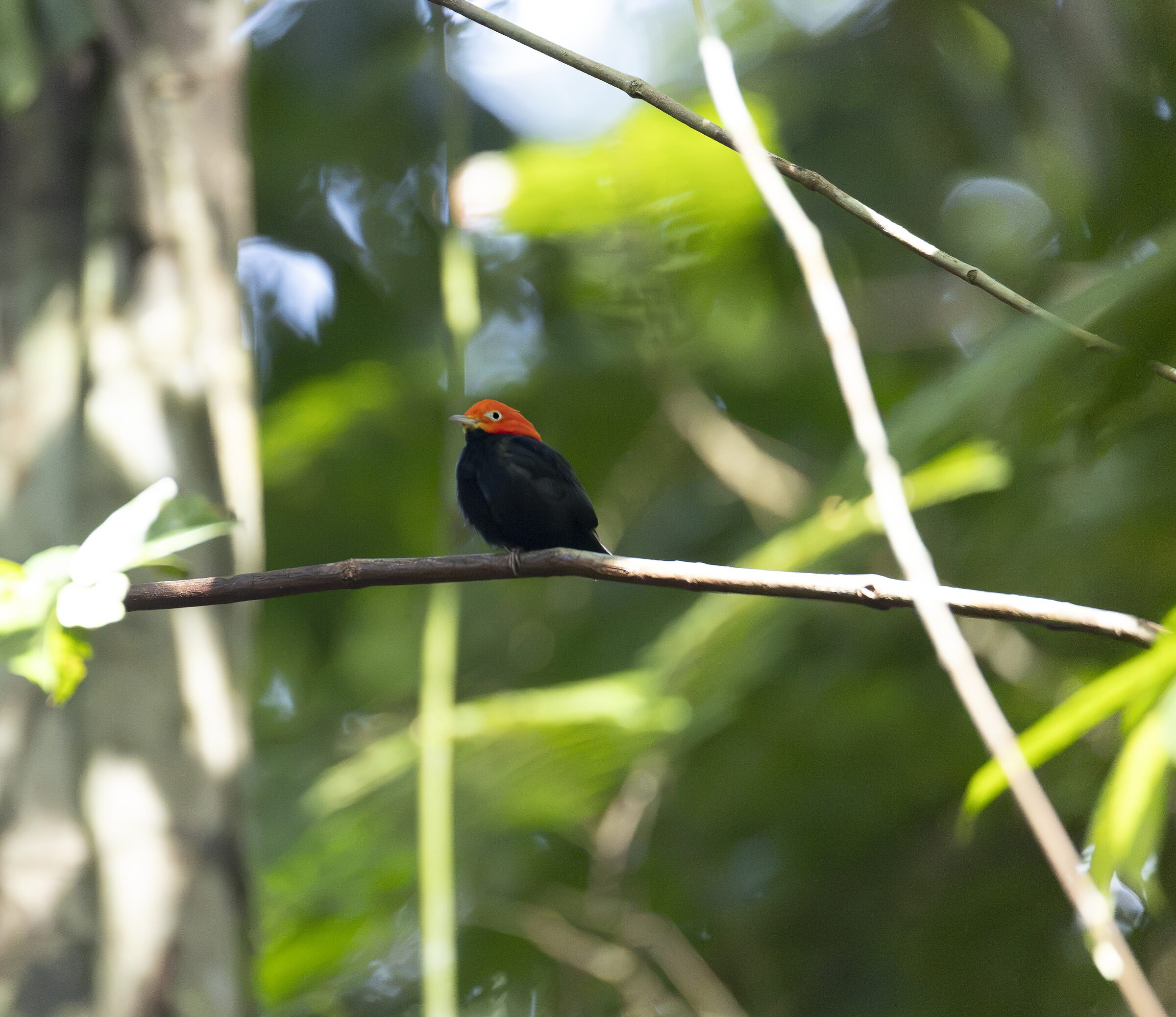 Pájaro con cabeza roja posado