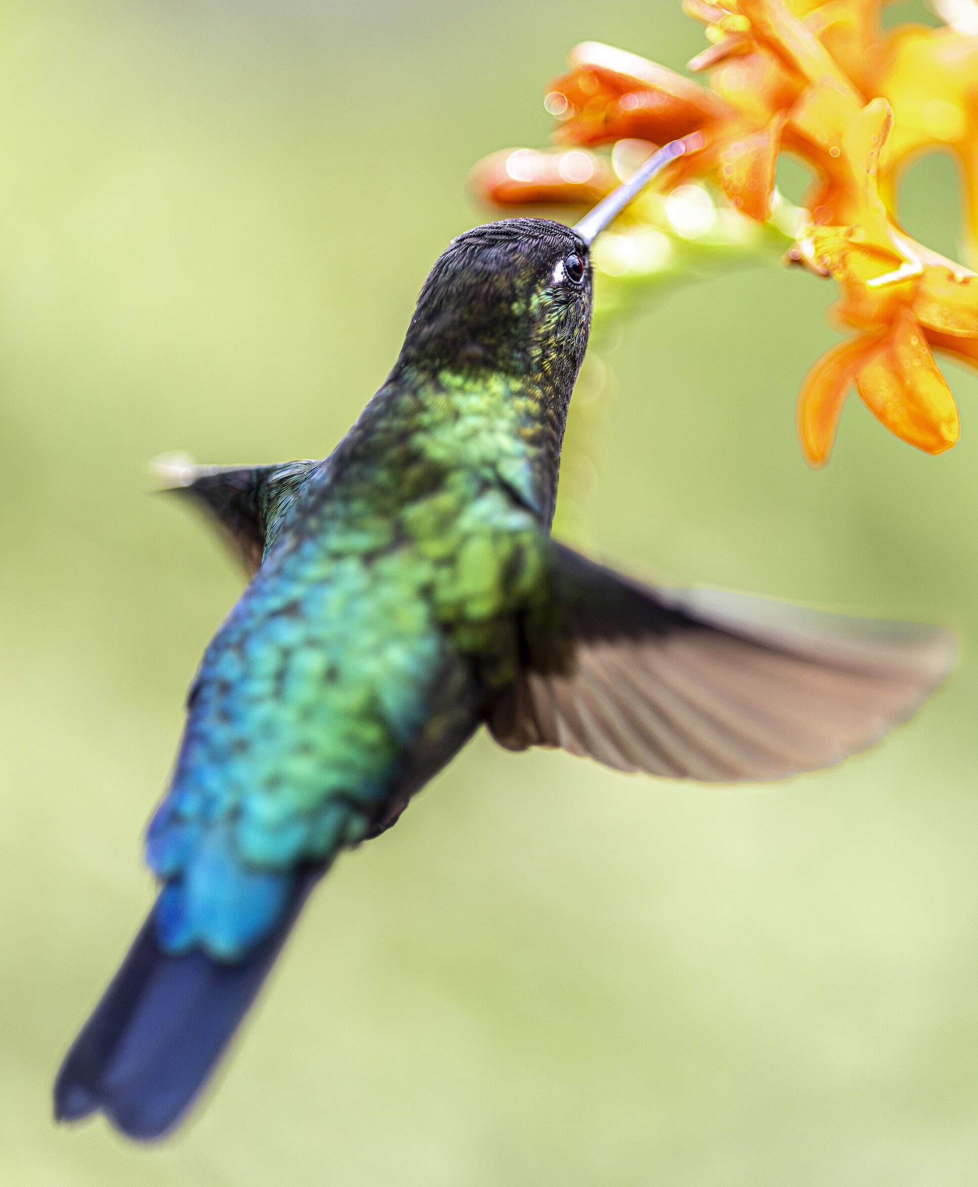 Colibrí en vuelo