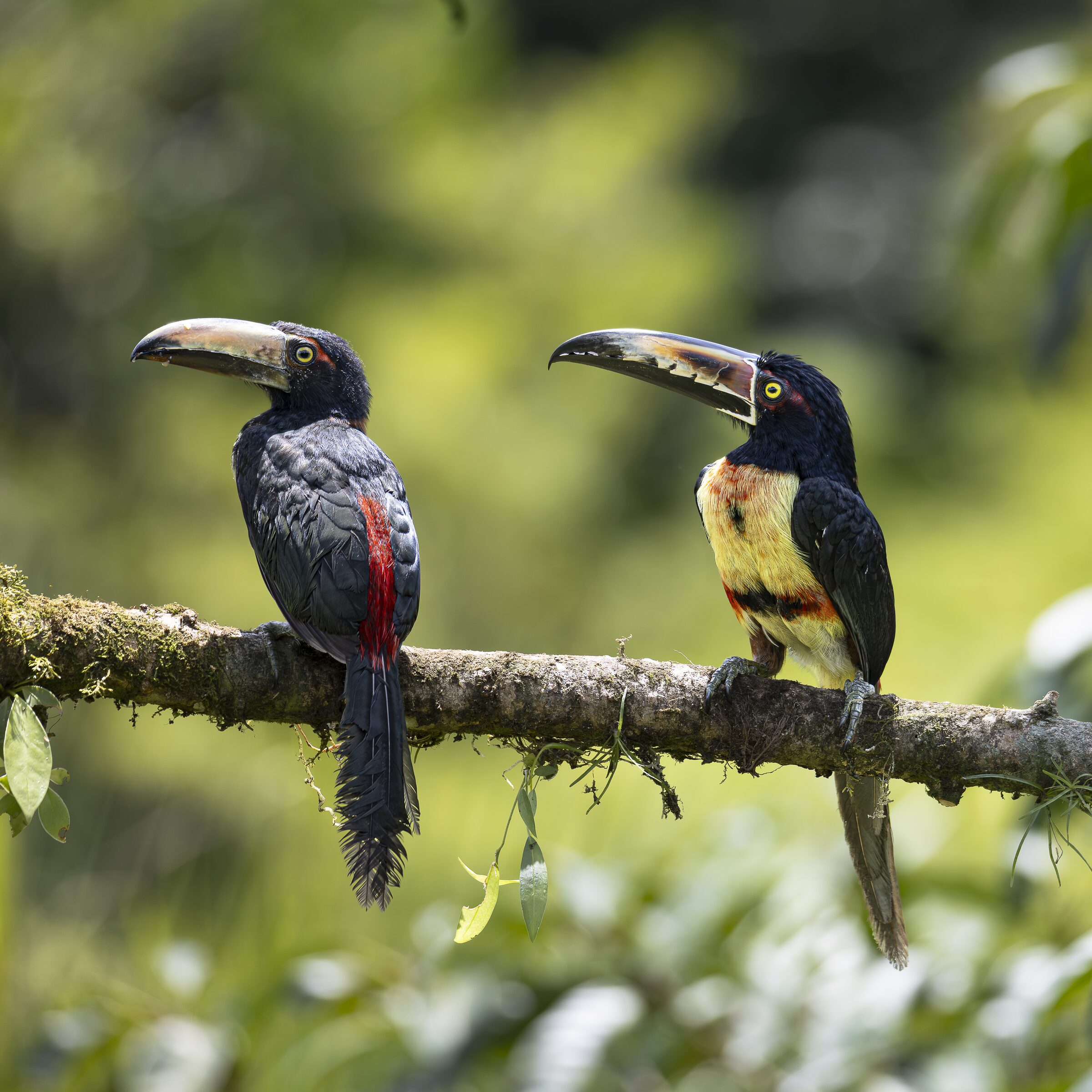 Tucanes posados en una rama