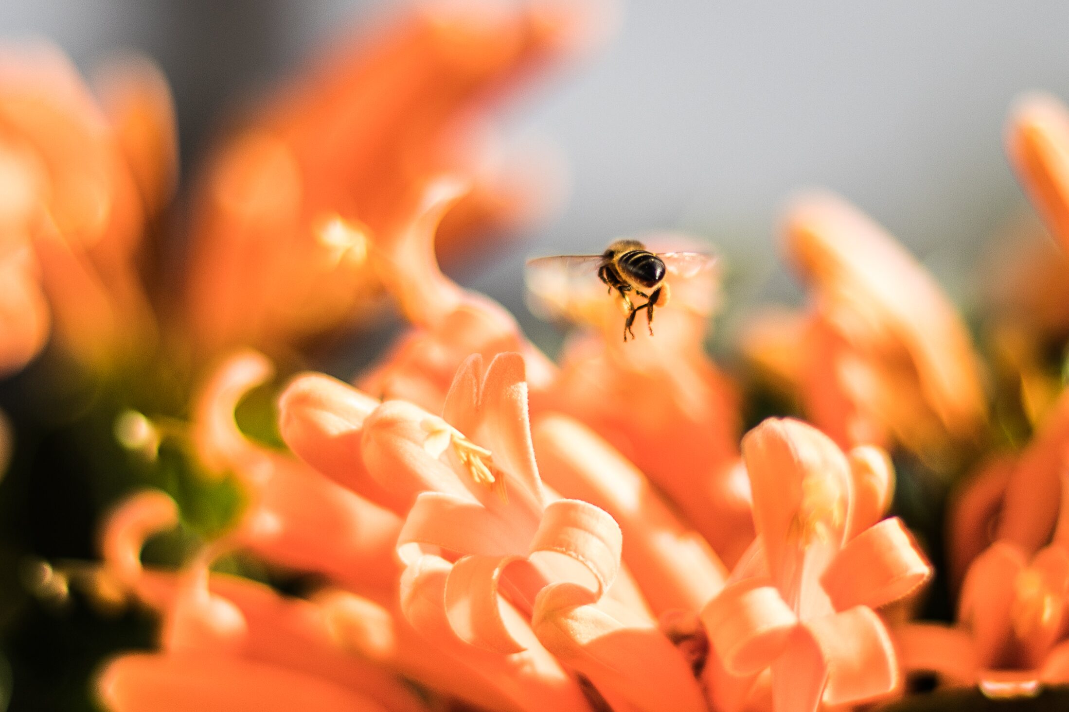 Abeja en vuelo sobre flores