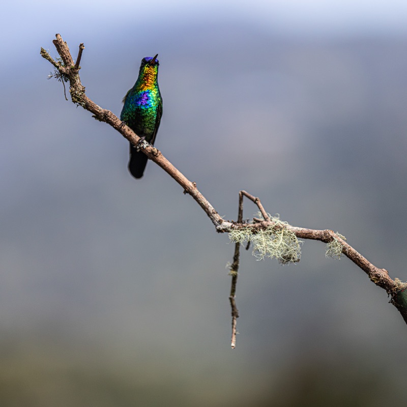 Fotografía