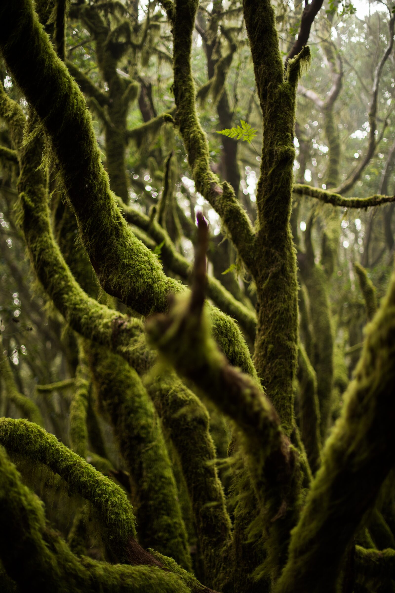 Bosque Encantado
