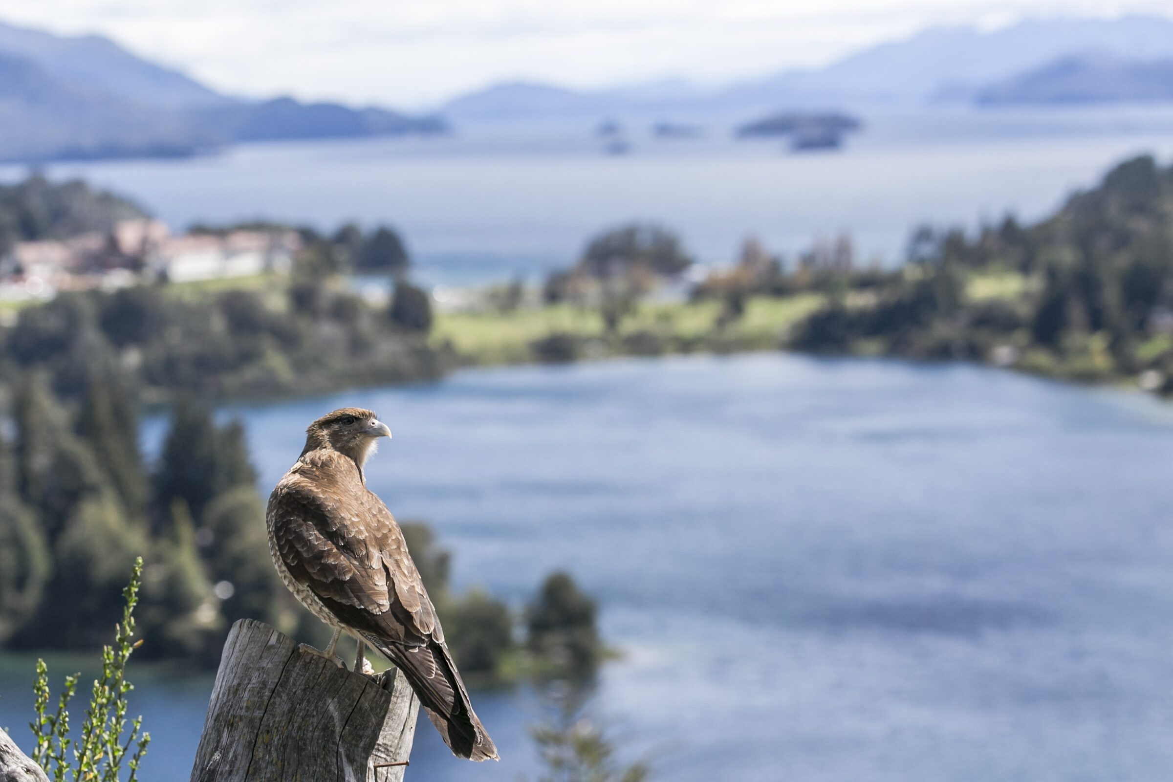 Águila observando el paisaje