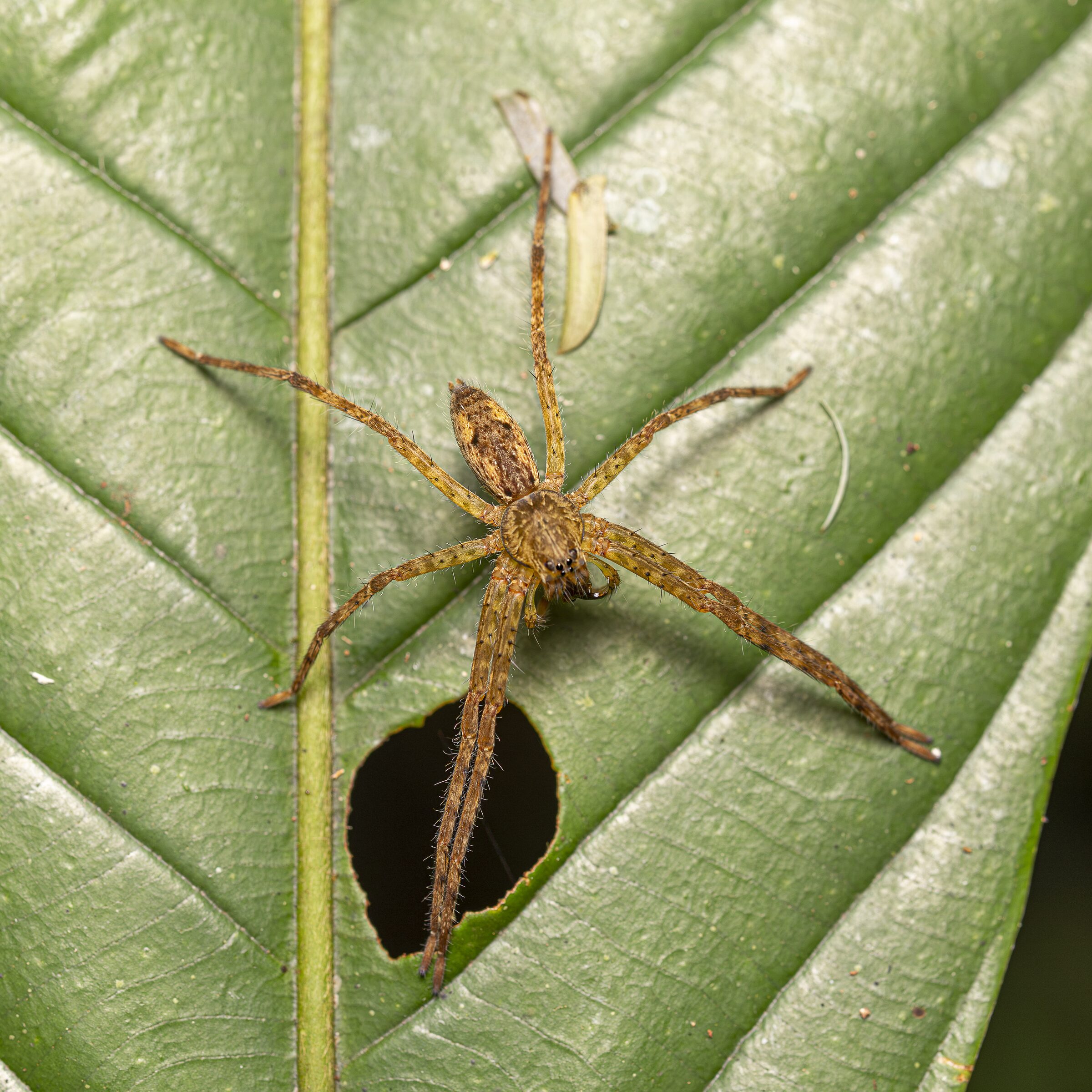 Araña en hoja verde