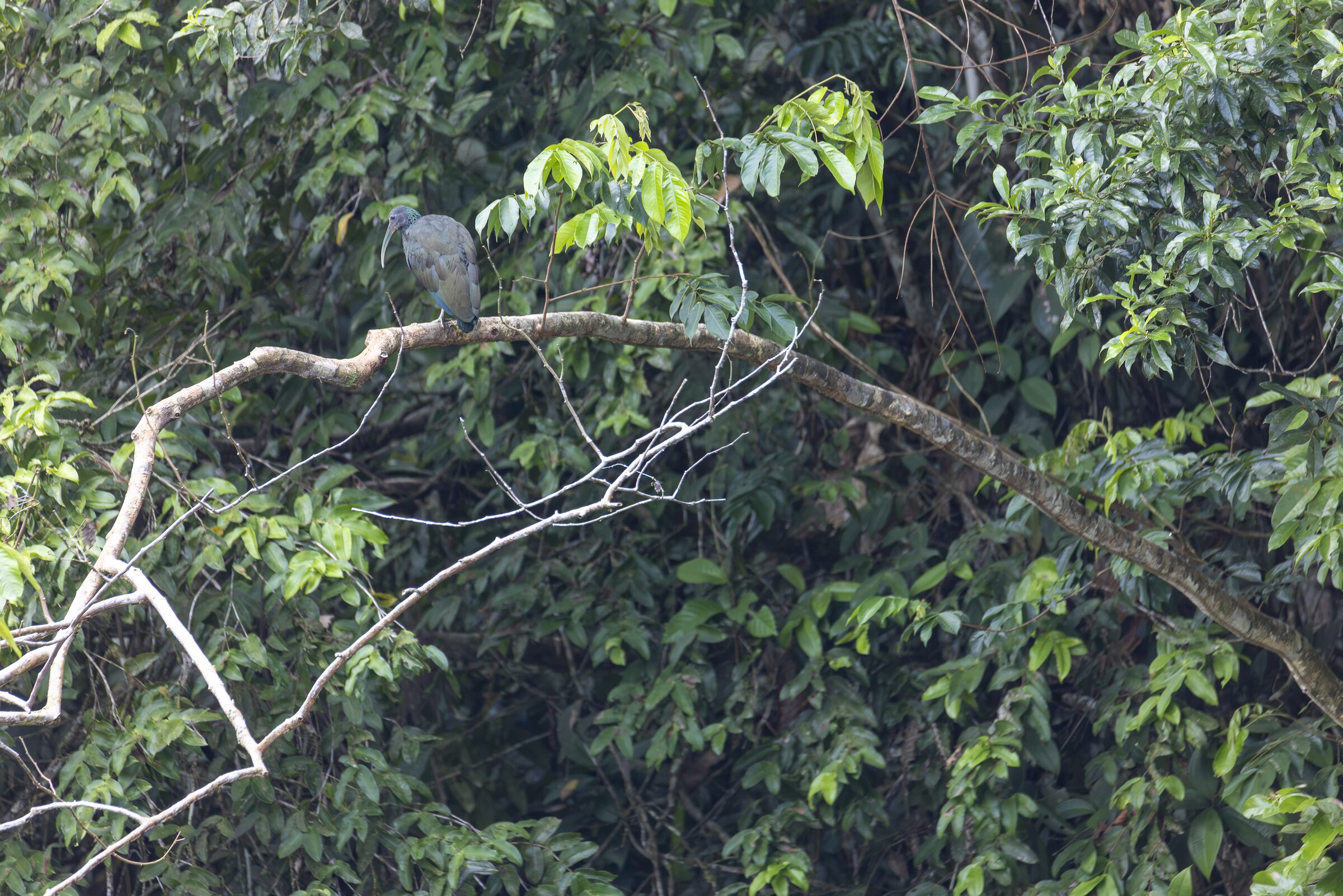 Ave en rama de árbol