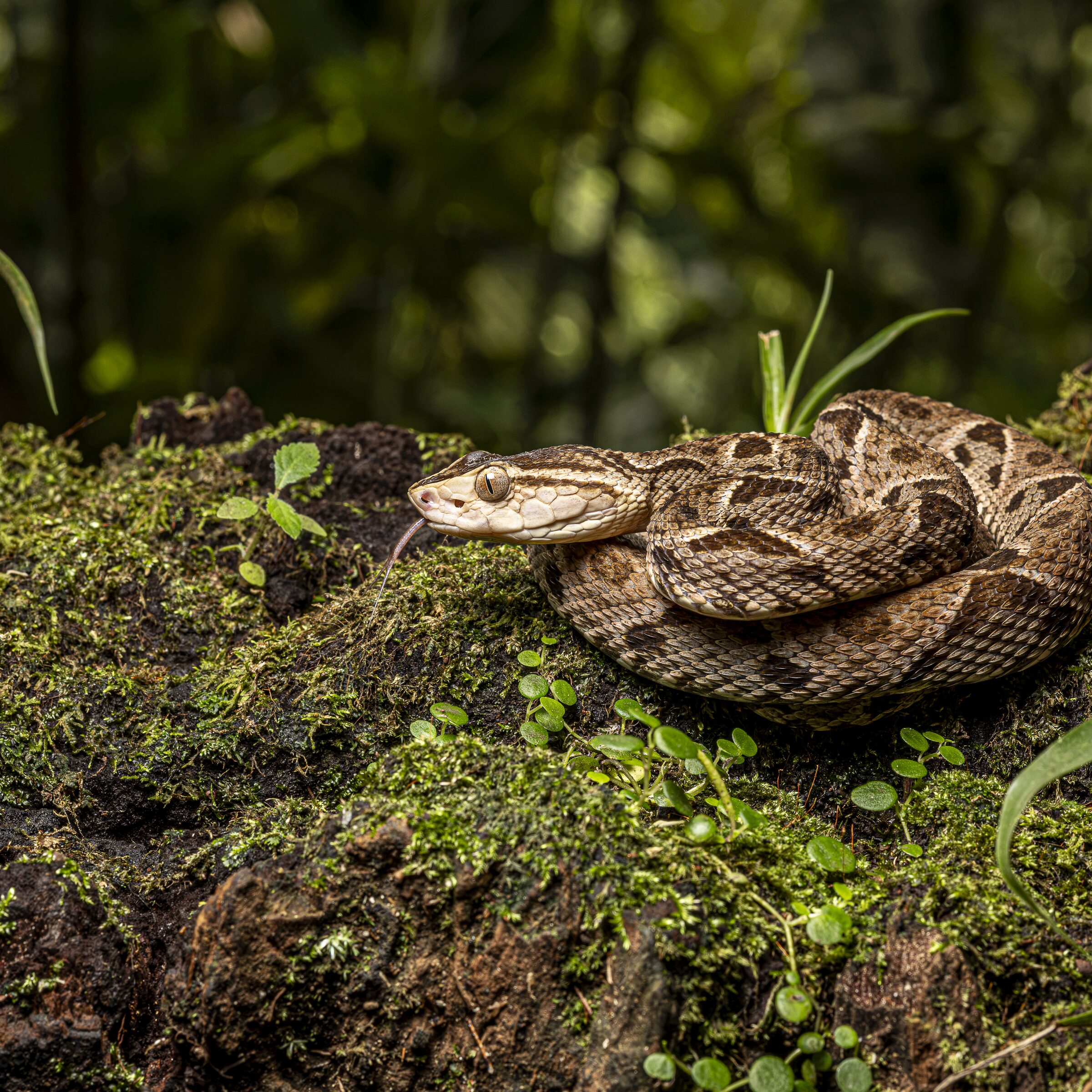Serpiente en la naturaleza