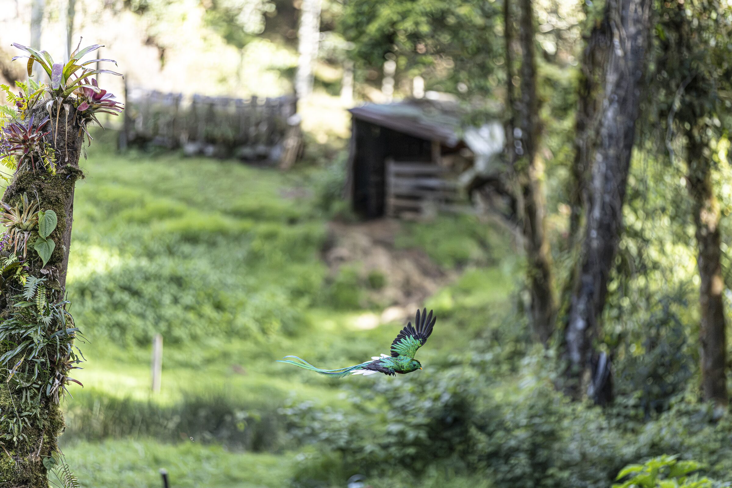 Ave en vuelo