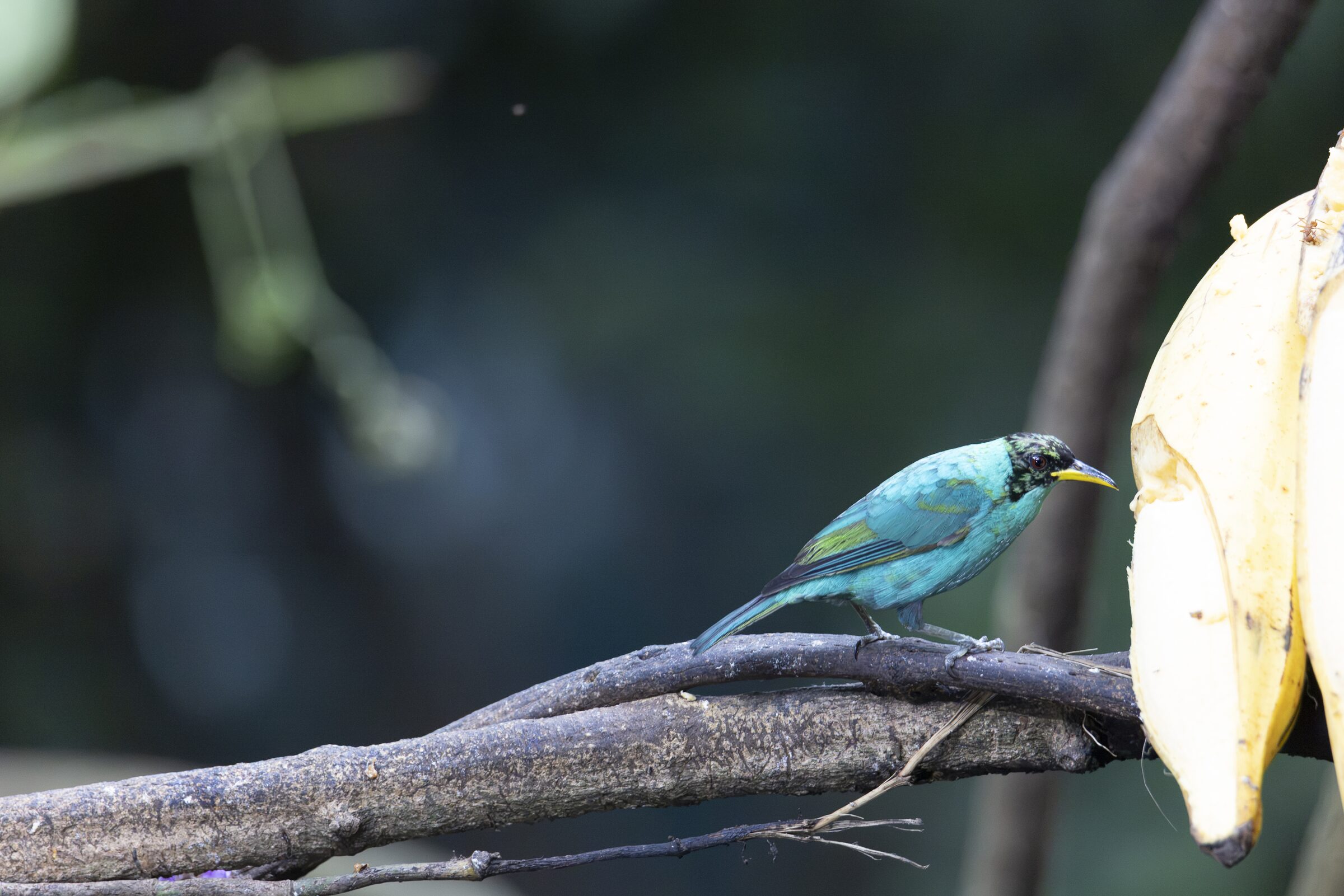 Pájaro azul en rama