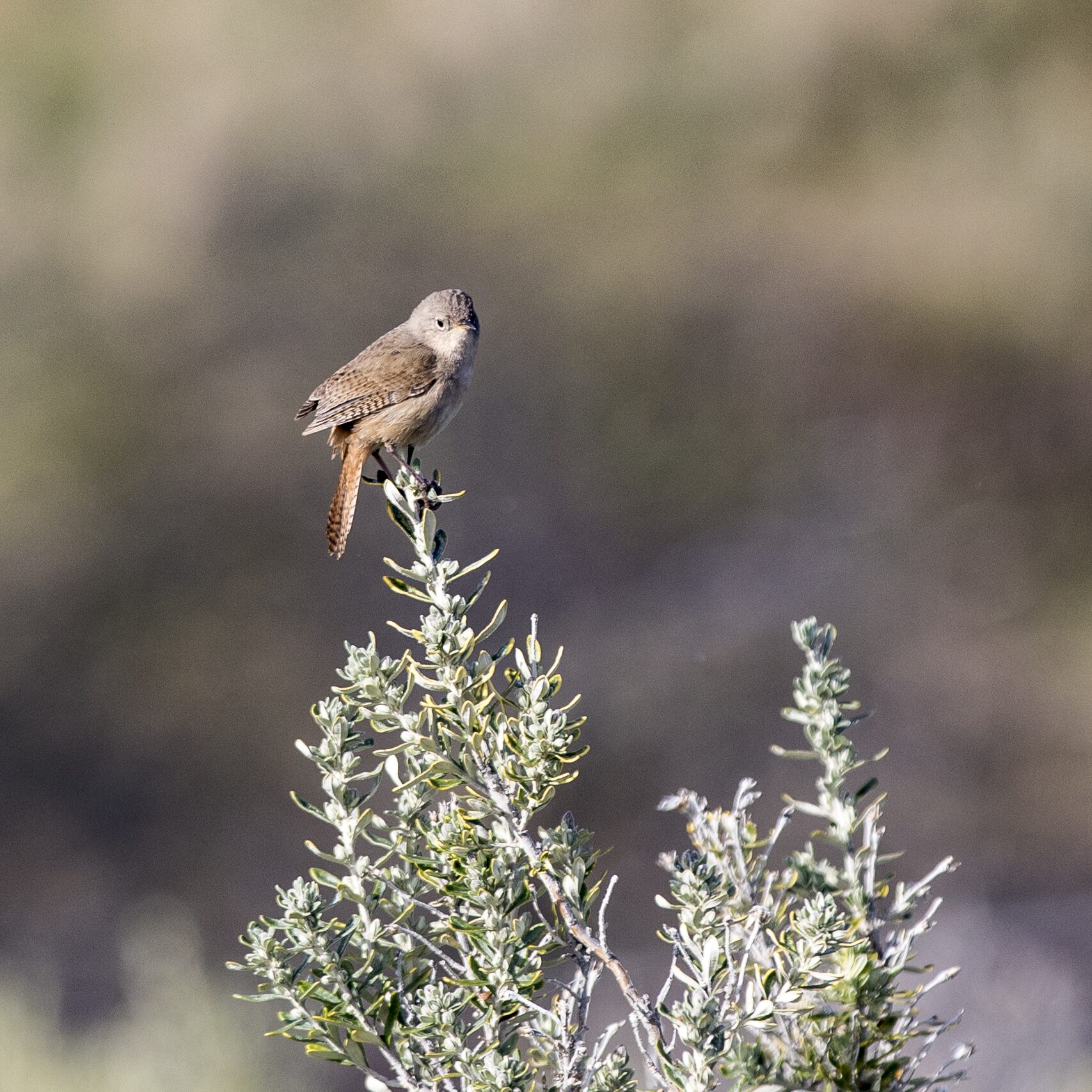 Pájaro en la naturaleza