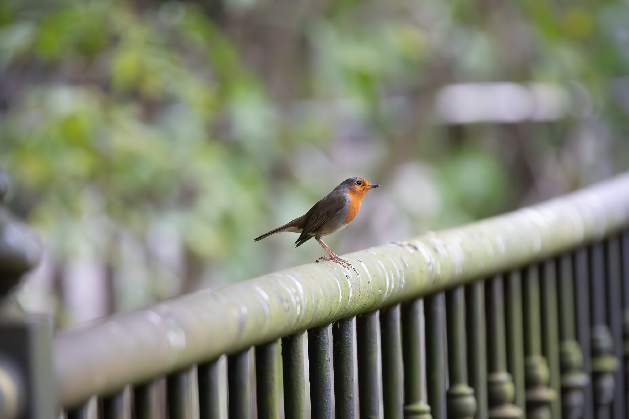 Pájaro en baranda de jardín