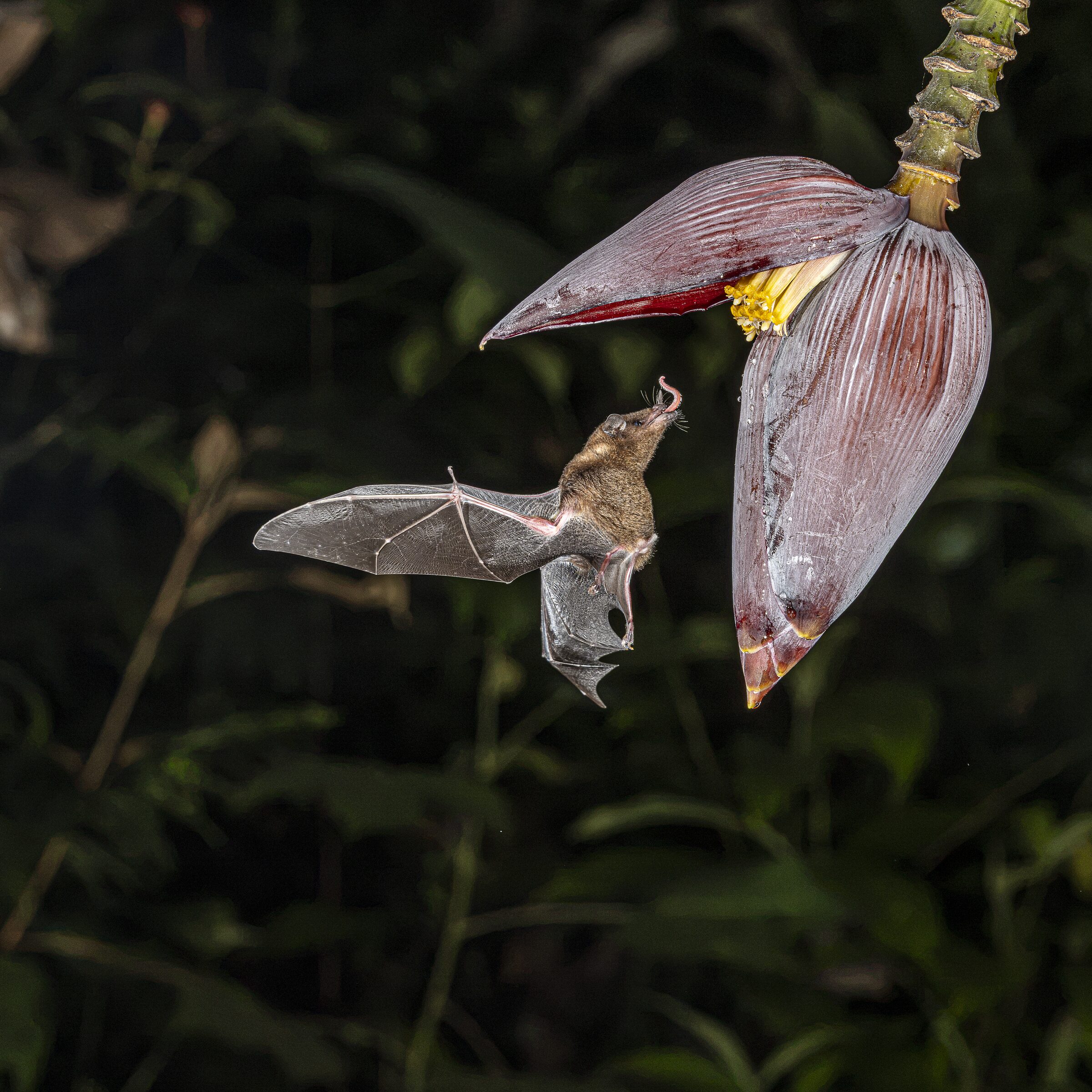 Murciélago alimentándose de una flor