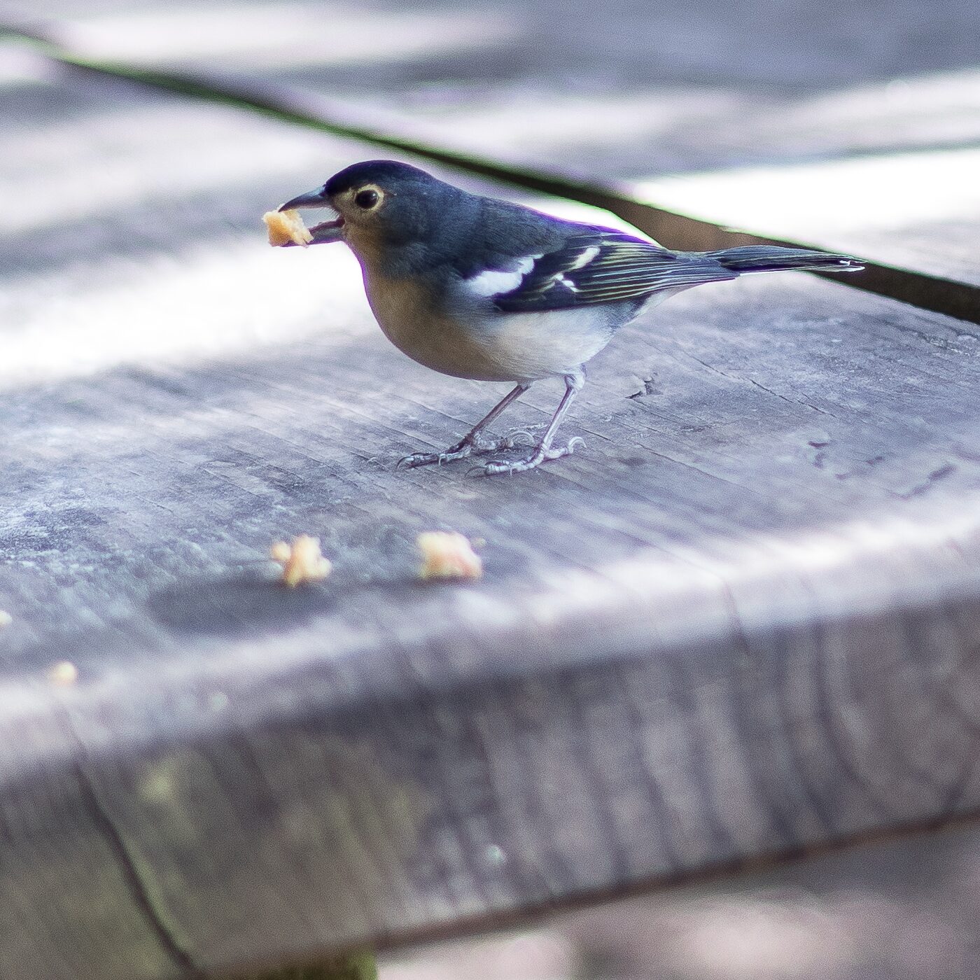 Pájaro disfrutando un bocadillo