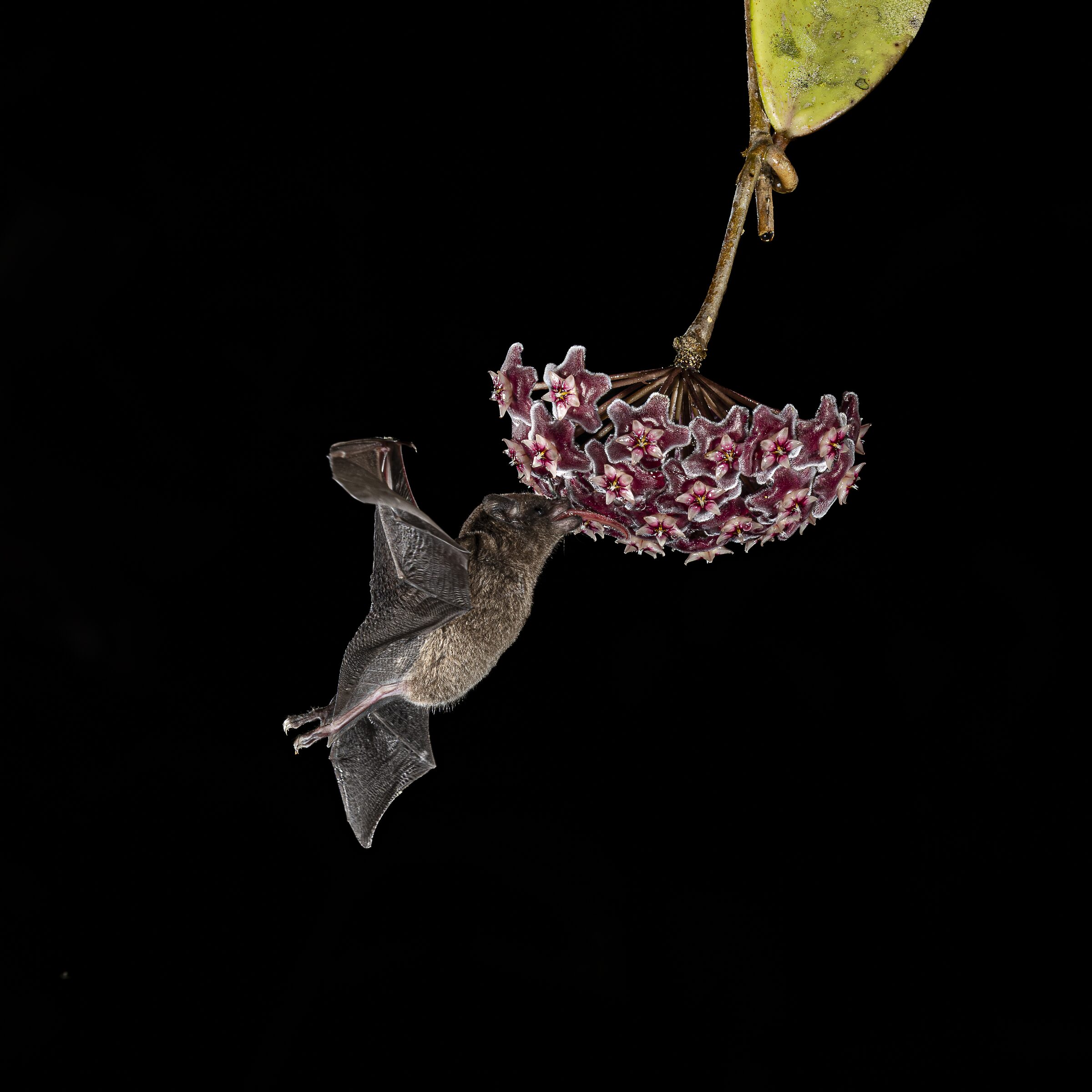 Murciélago alimentándose de flor nocturna
