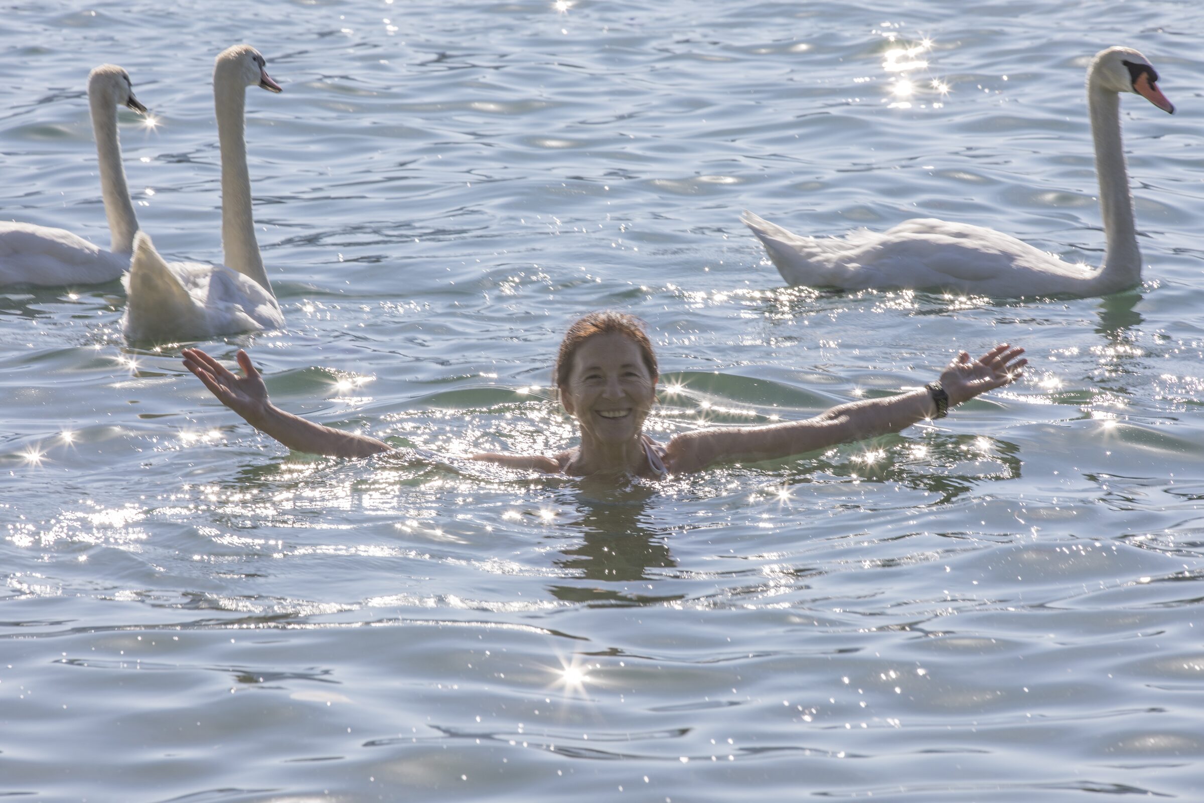 Hombre nadando con cisnes