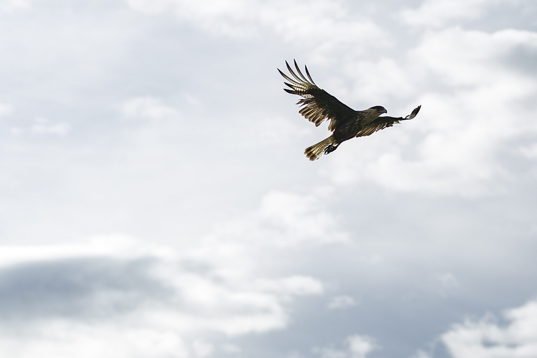 Águila en vuelo