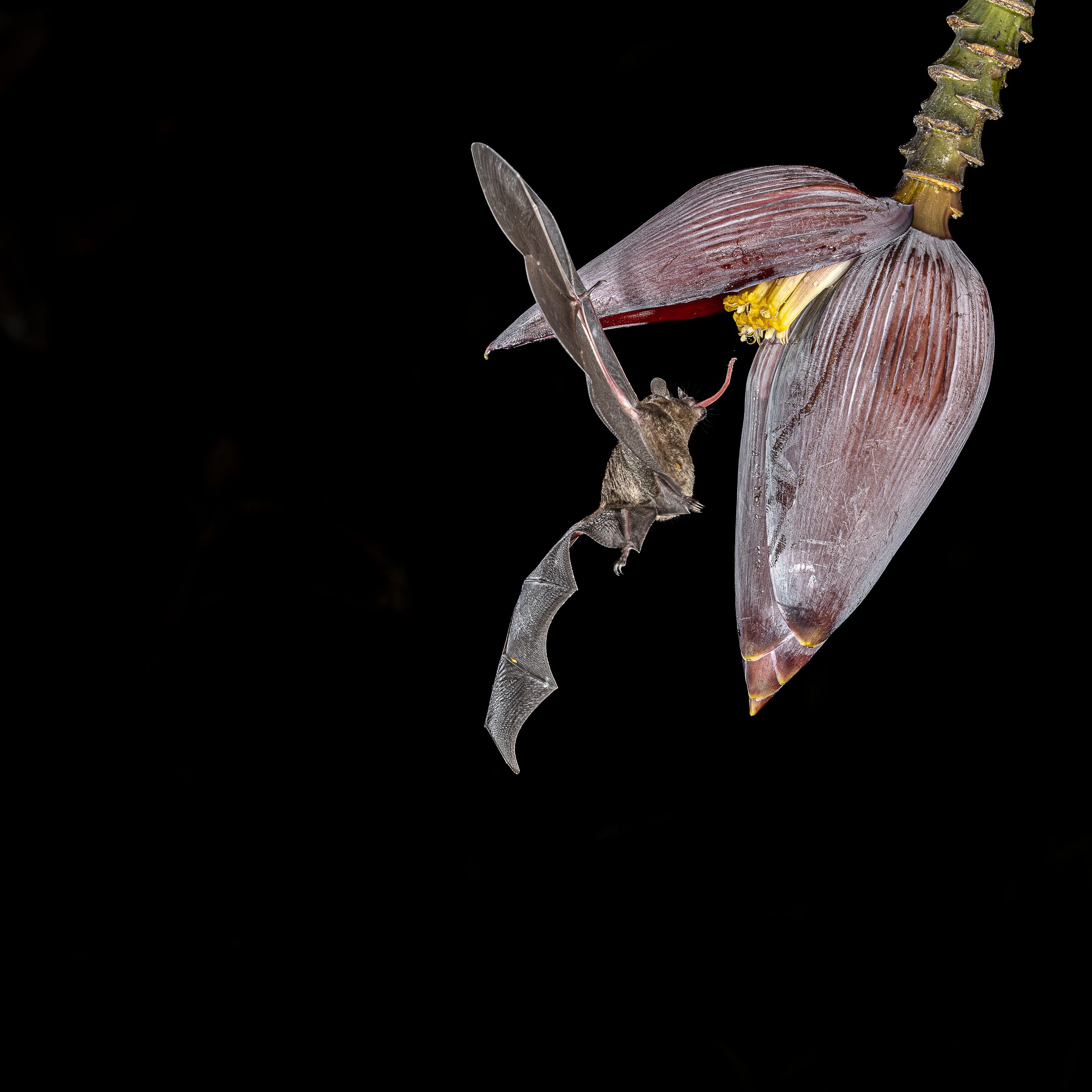 Murciélago en Flor Nocturna