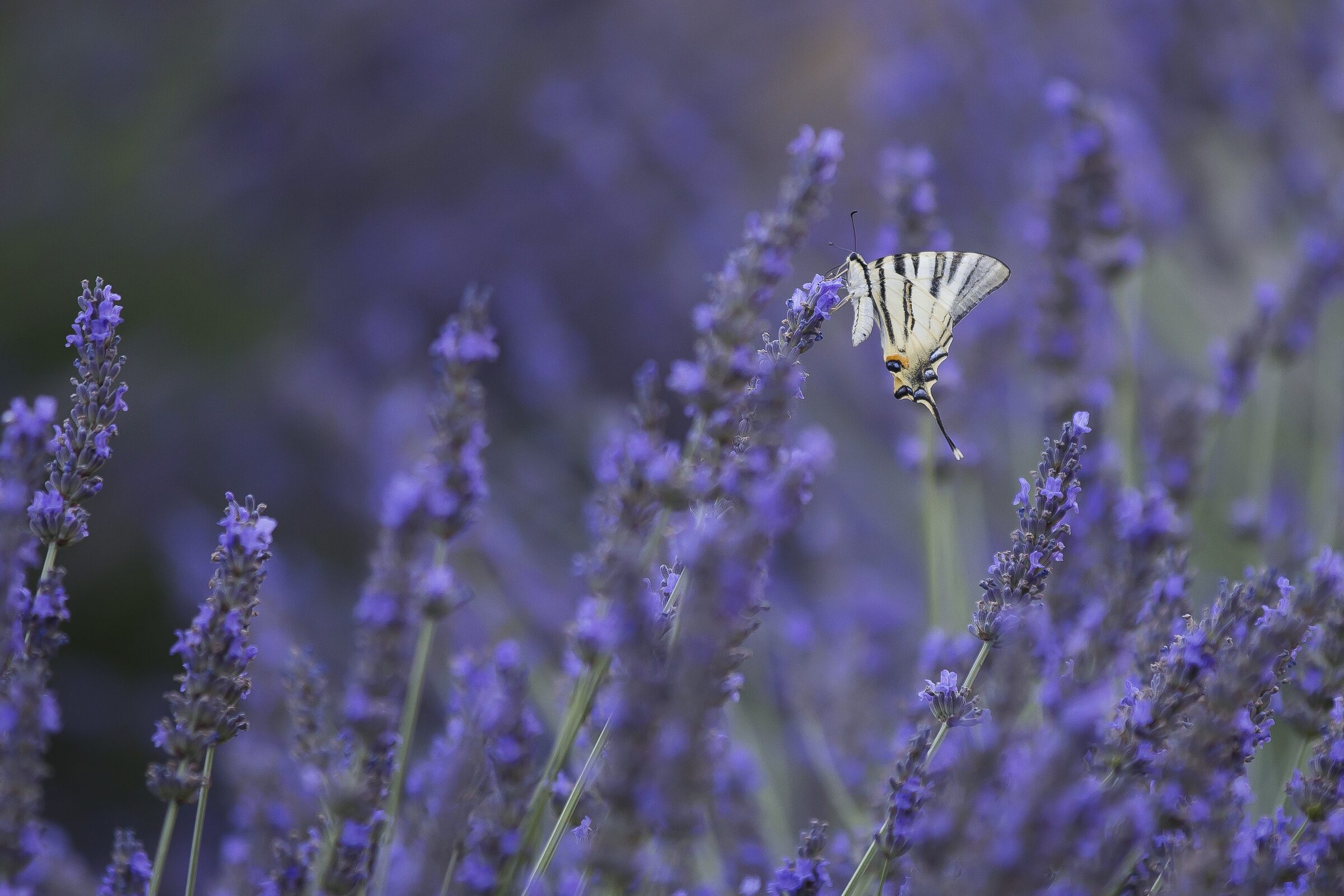 Mariposa en campo de lavanda