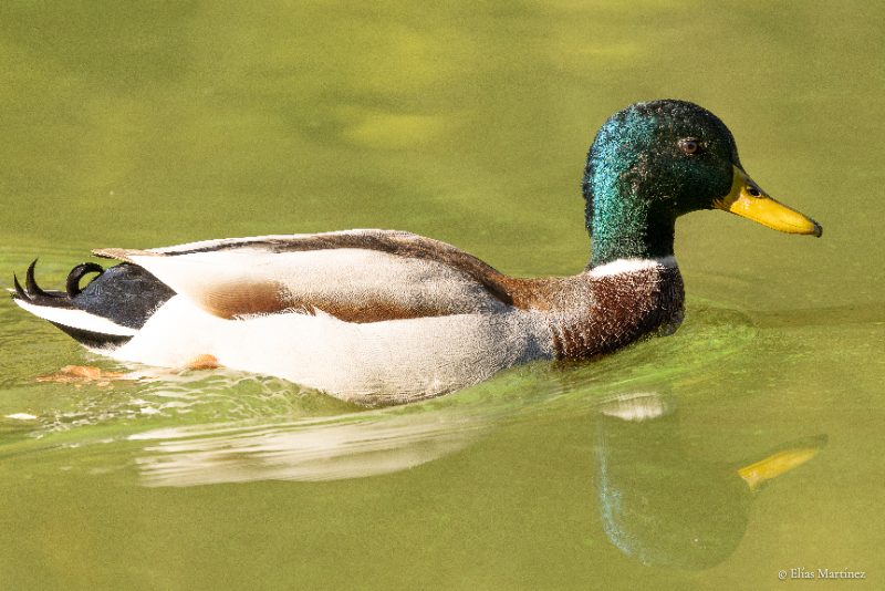 Pato azulón