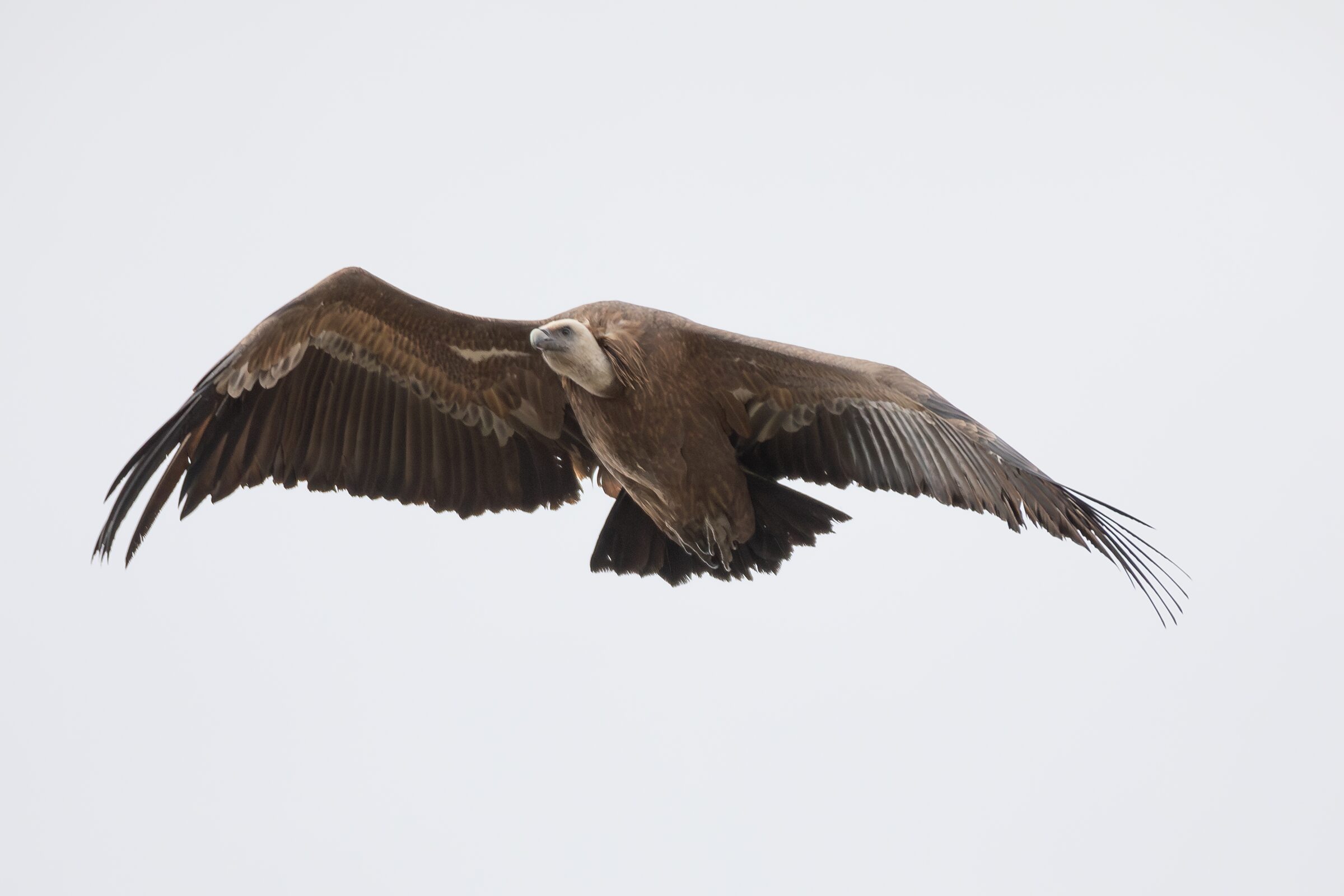 Águila en vuelo majestuoso