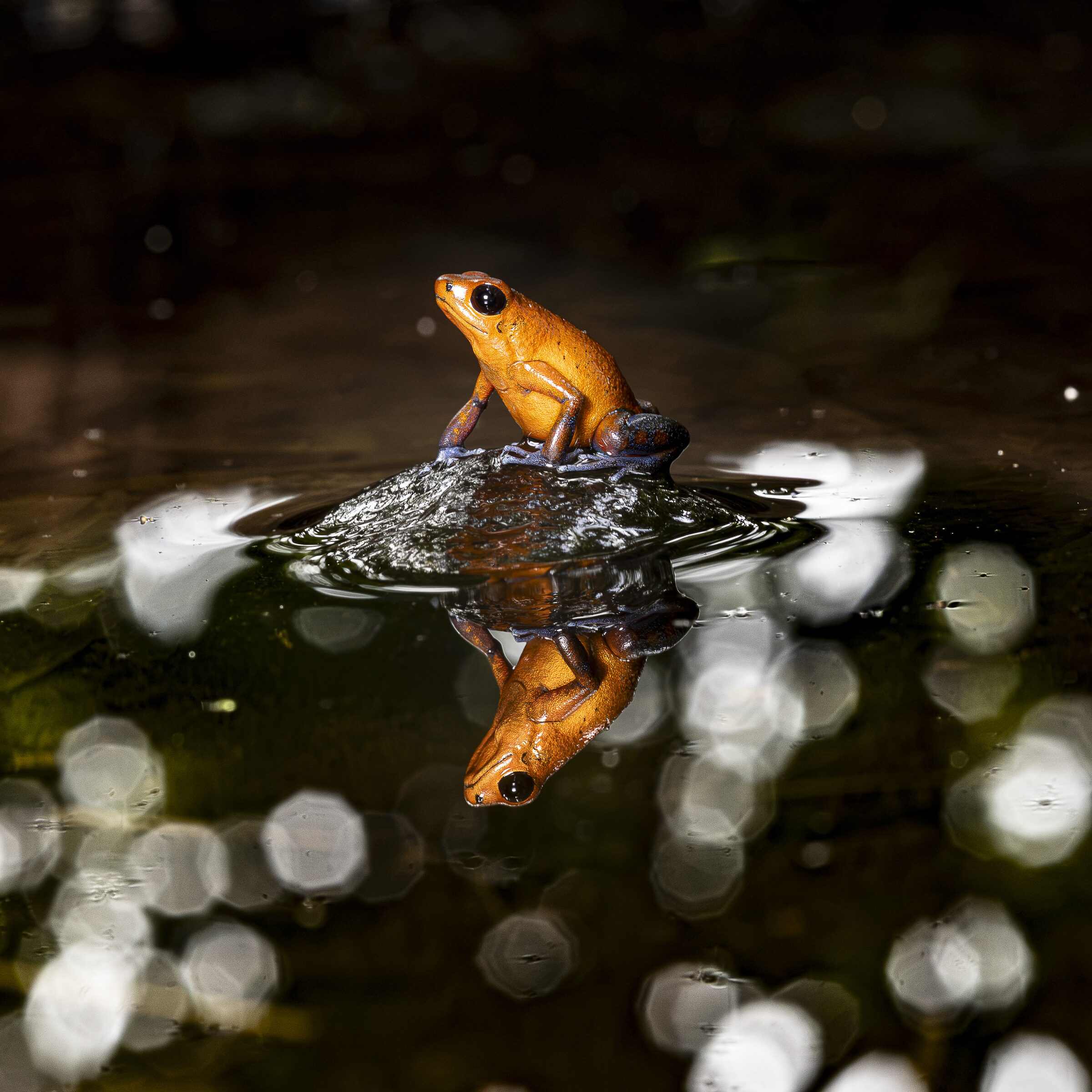 Rana en el Agua