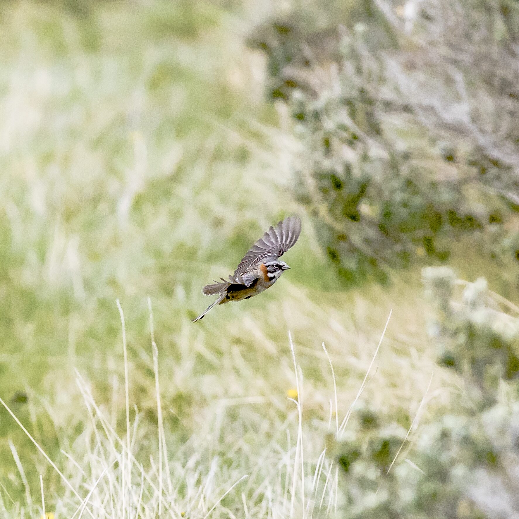 Pájaro en vuelo sobre campo