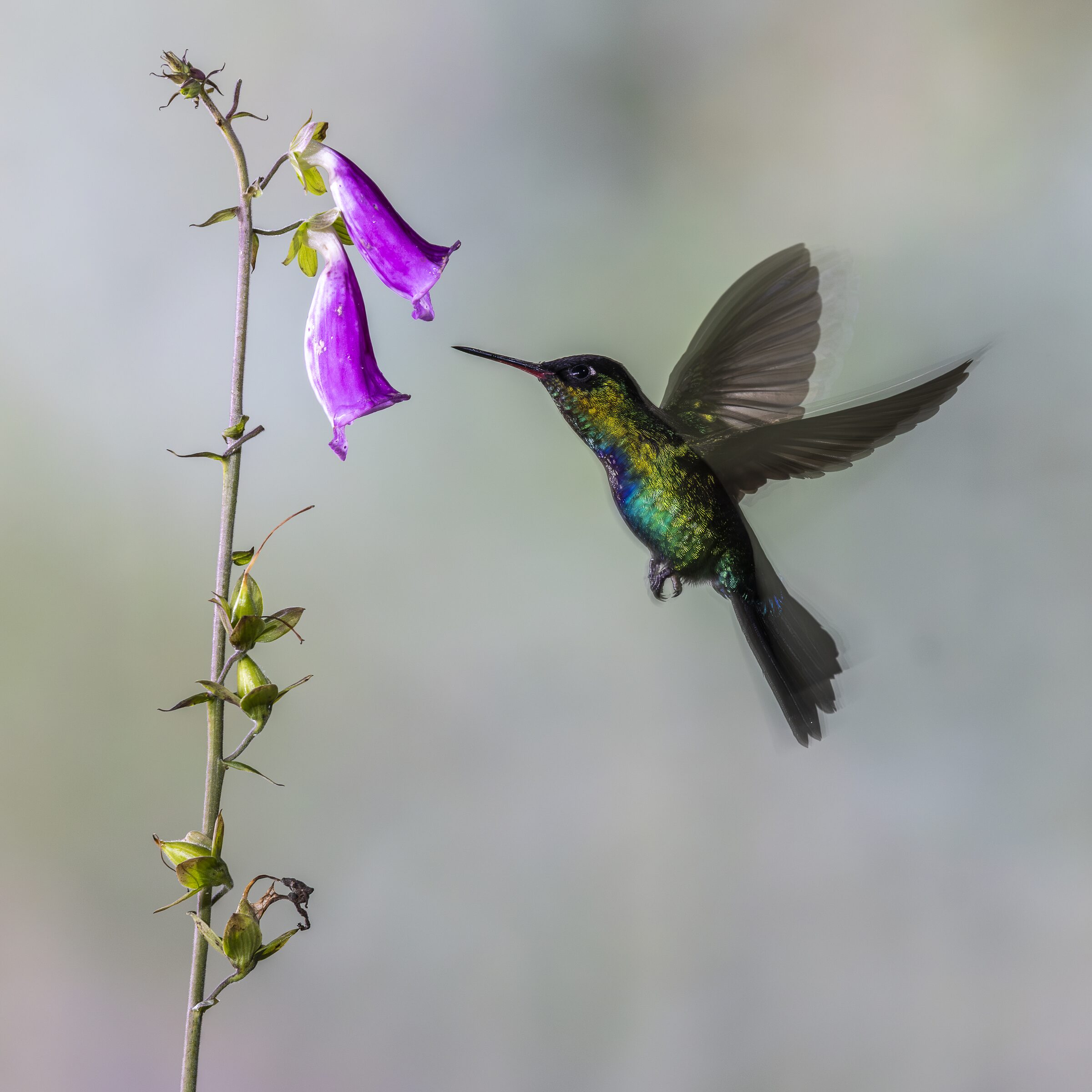 Colibrí en vuelo