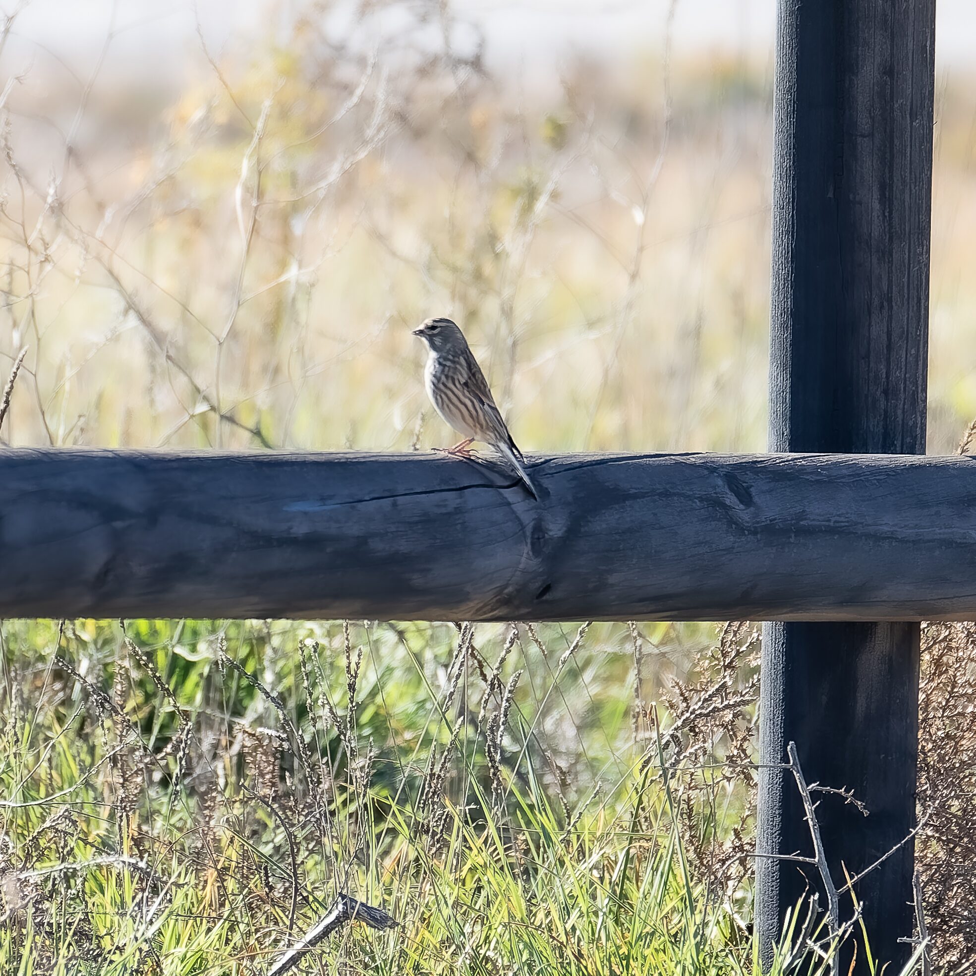 Pájaro en la cerca
