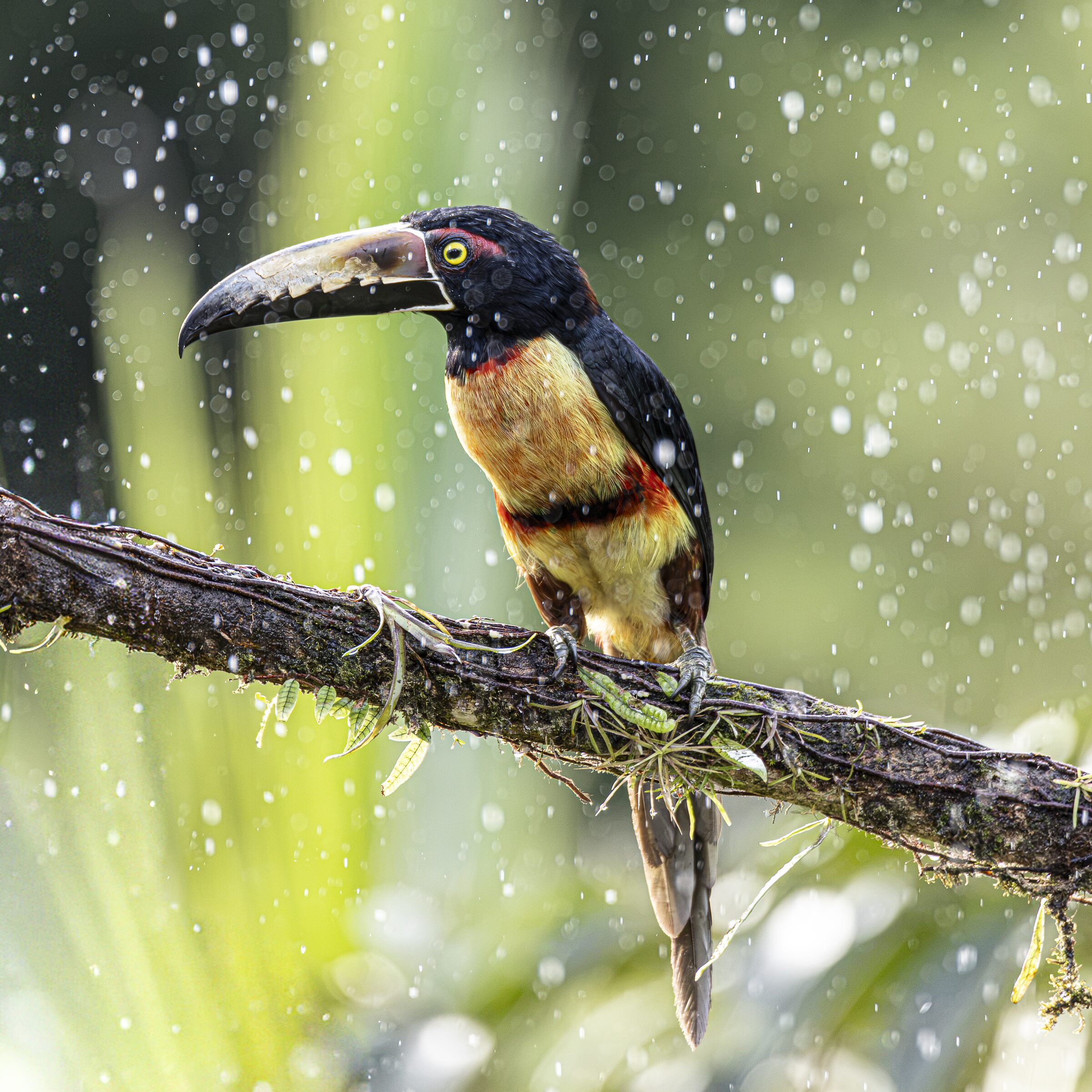 Tucán en la lluvia