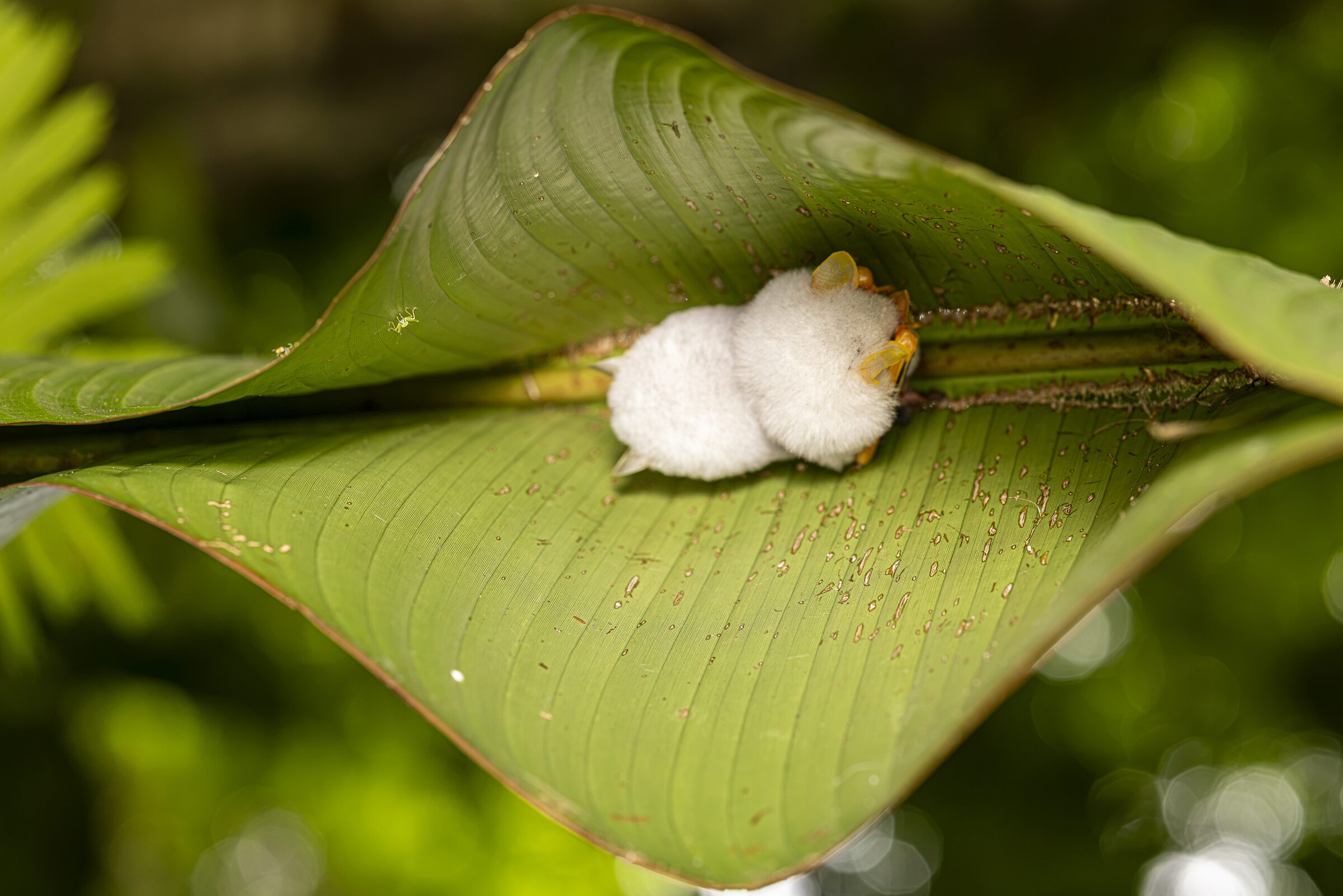 Oruga blanca sobre hoja verde