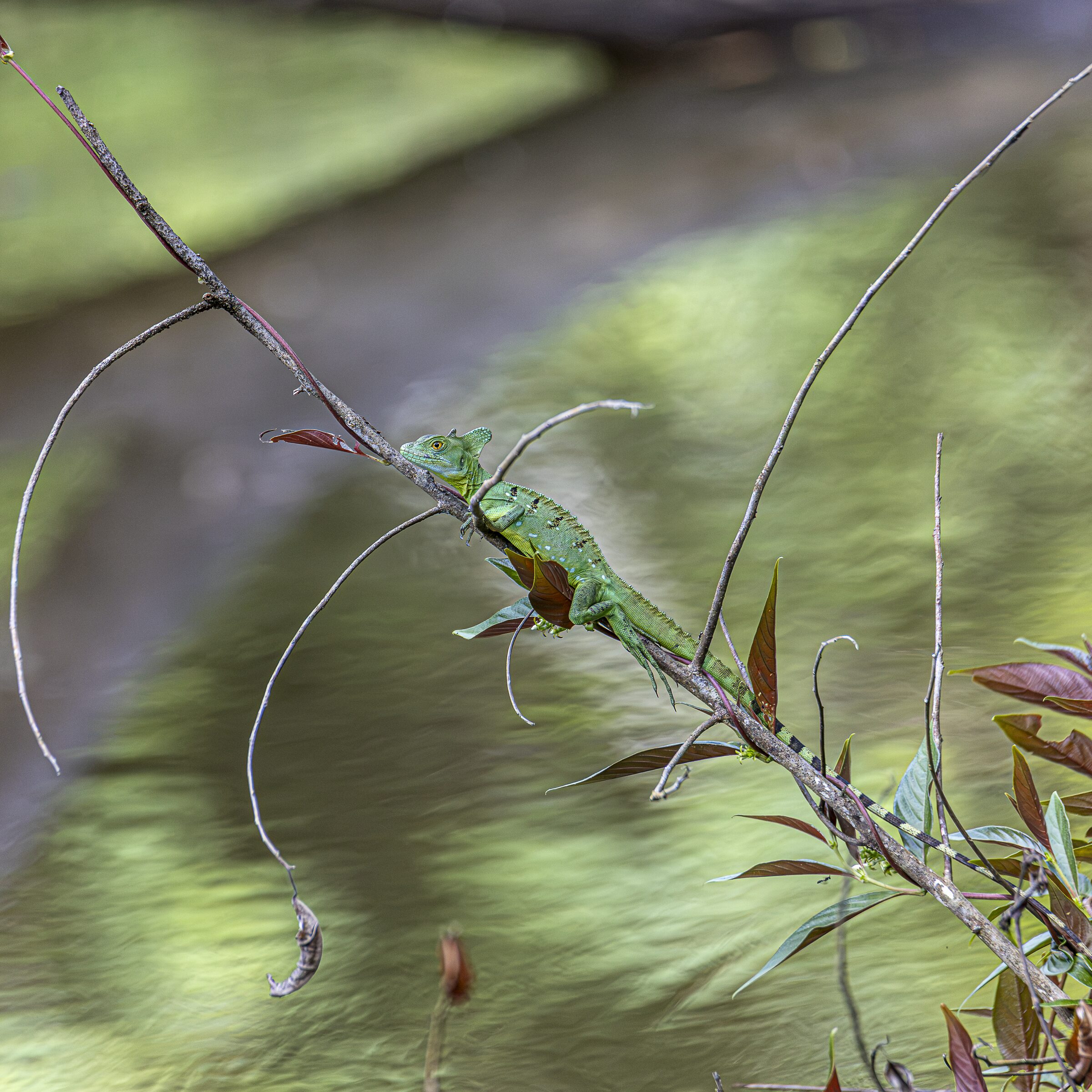 Lagarto camuflado en la naturaleza