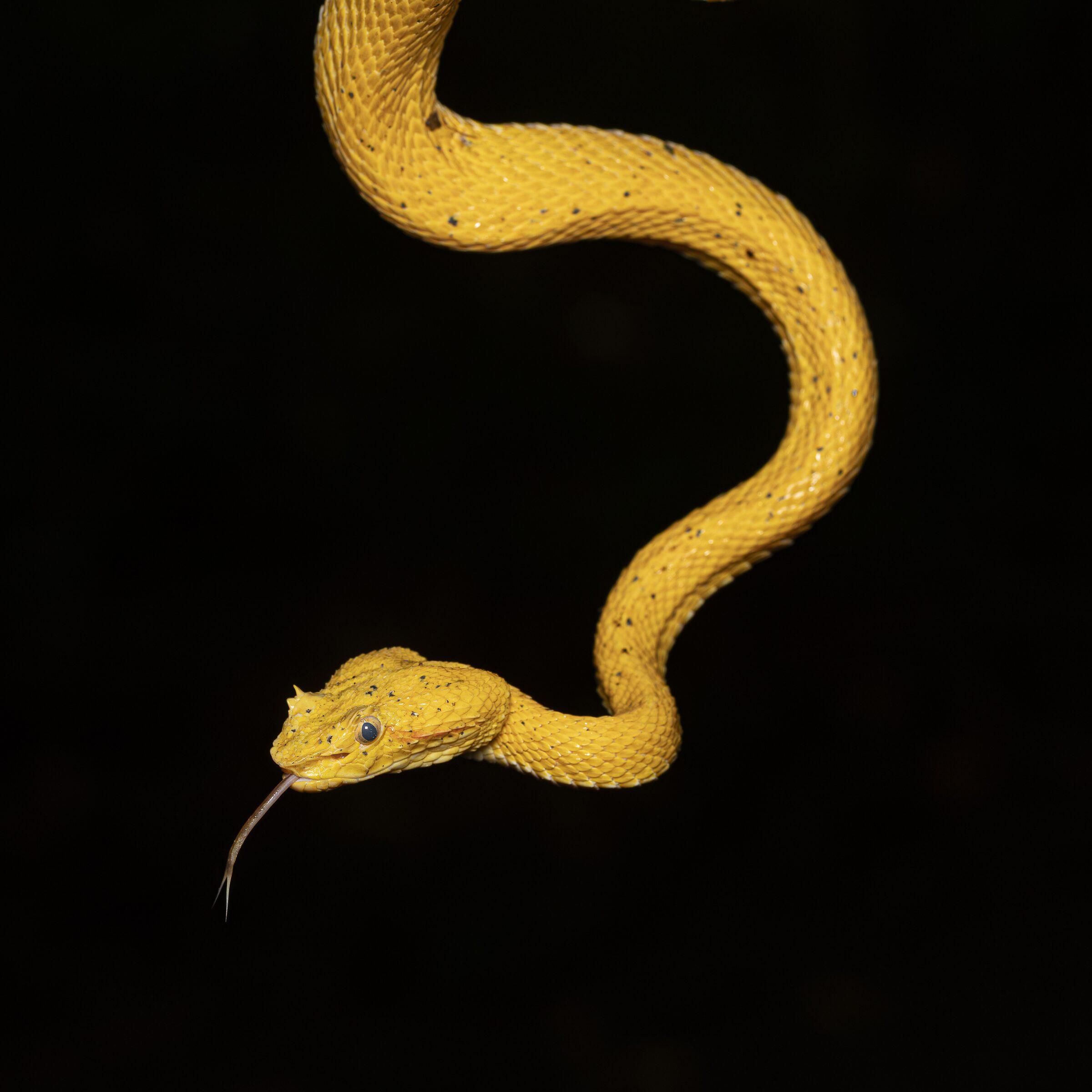 Serpiente venenosa en primer plano