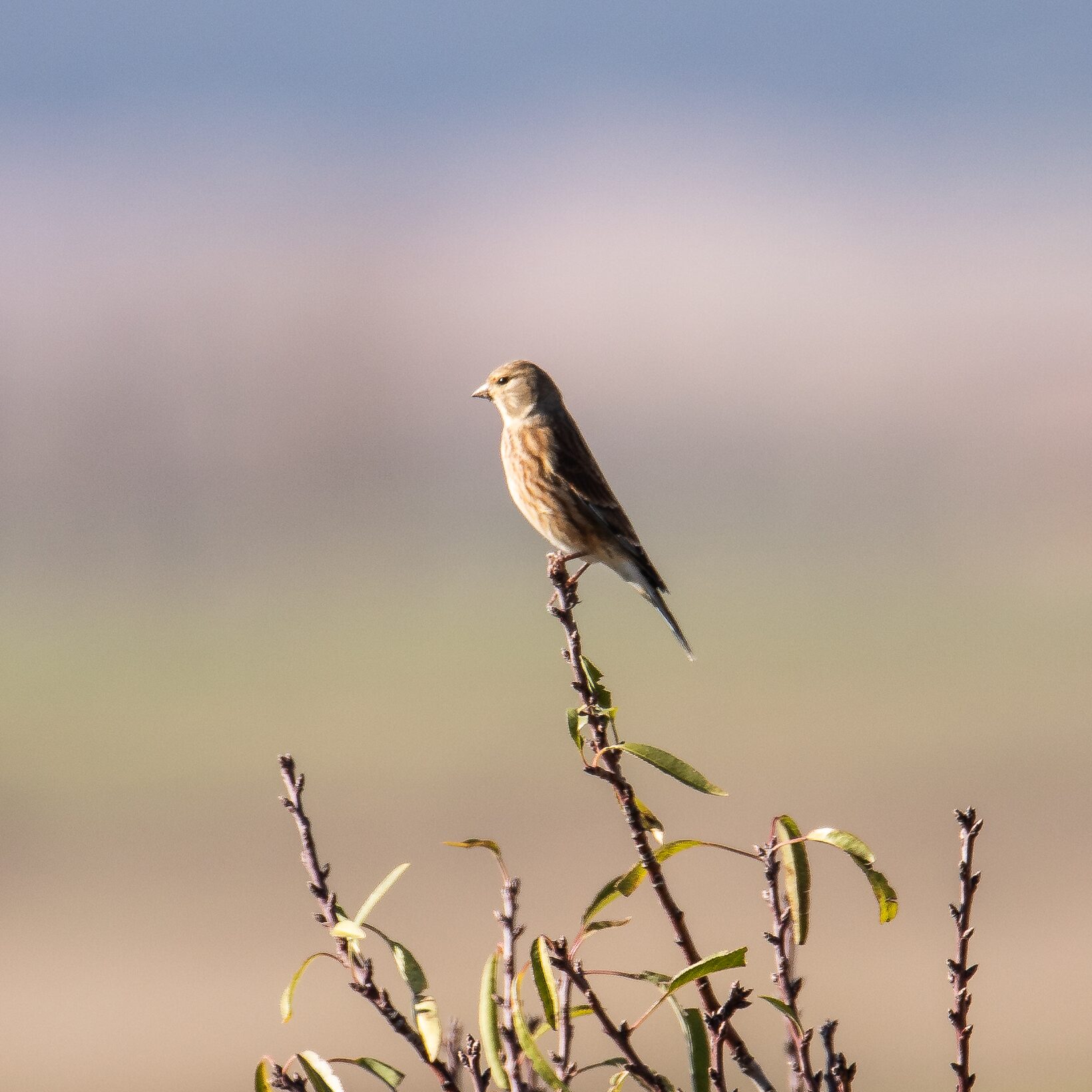 Pájaro en la naturaleza