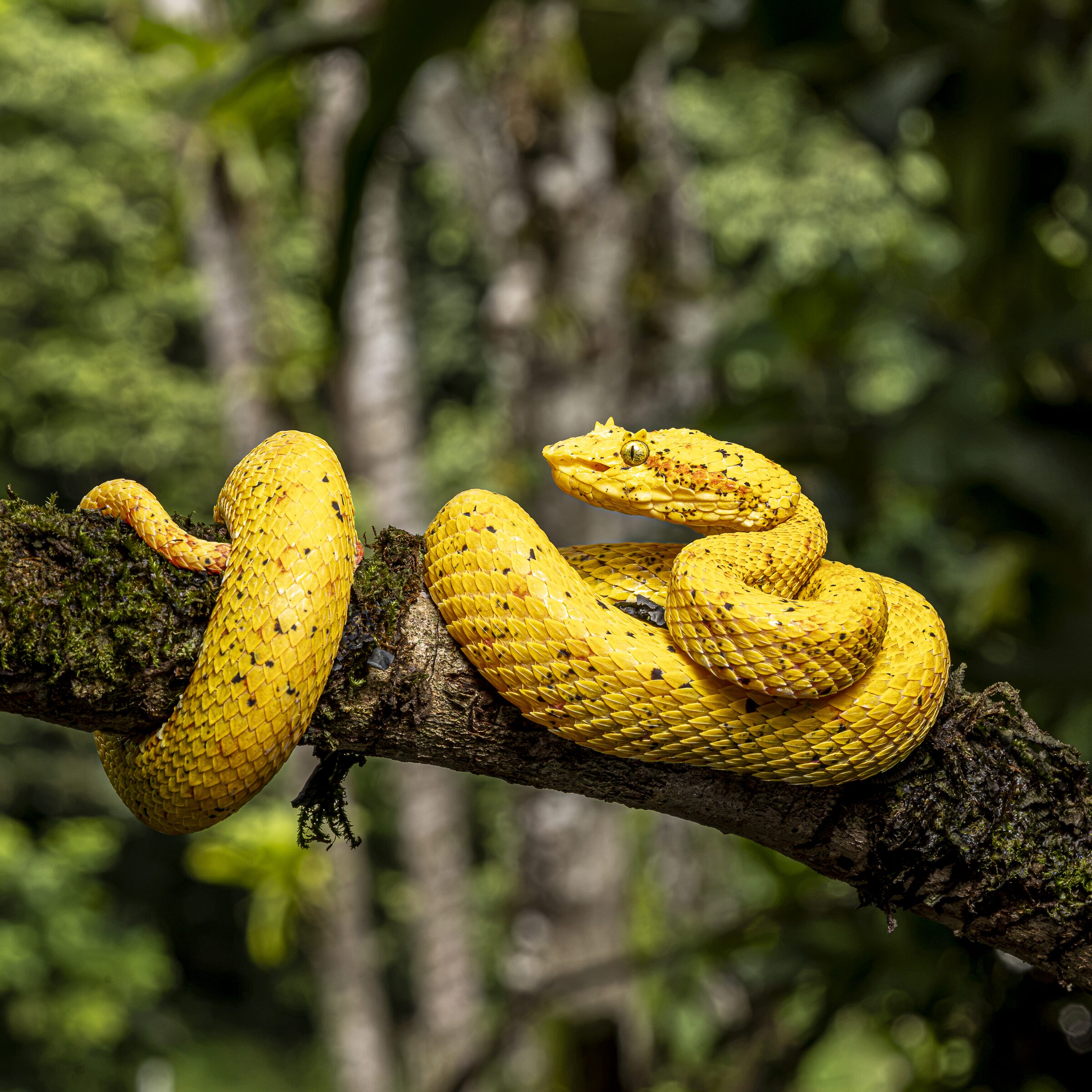 Serpiente amarilla en la naturaleza