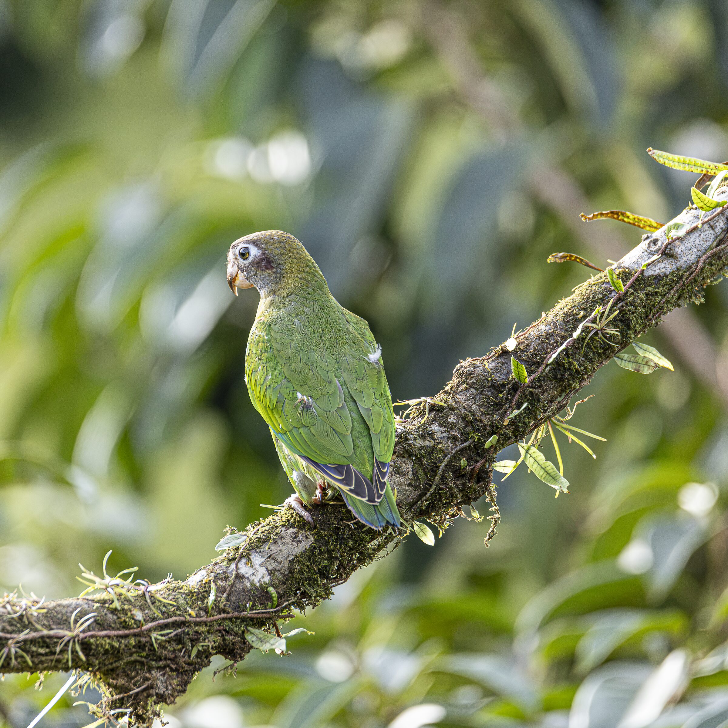 Loro verde en rama