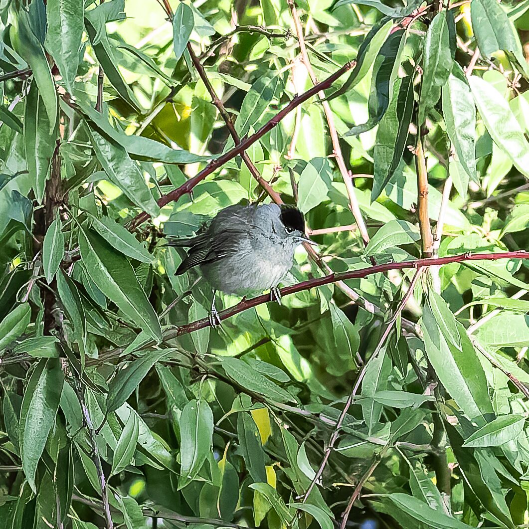 Pájaro en la naturaleza