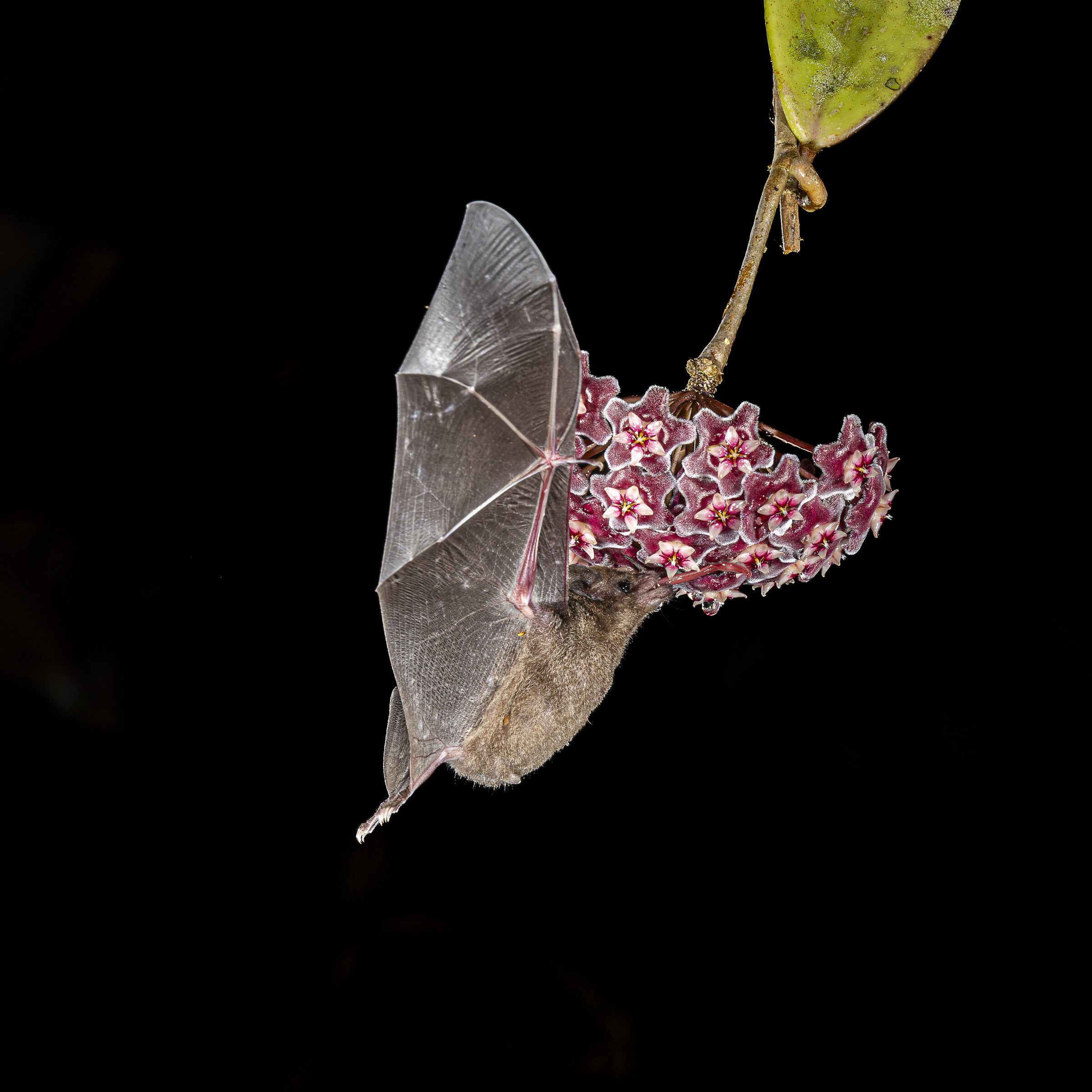 Murciélago alimentándose de flores