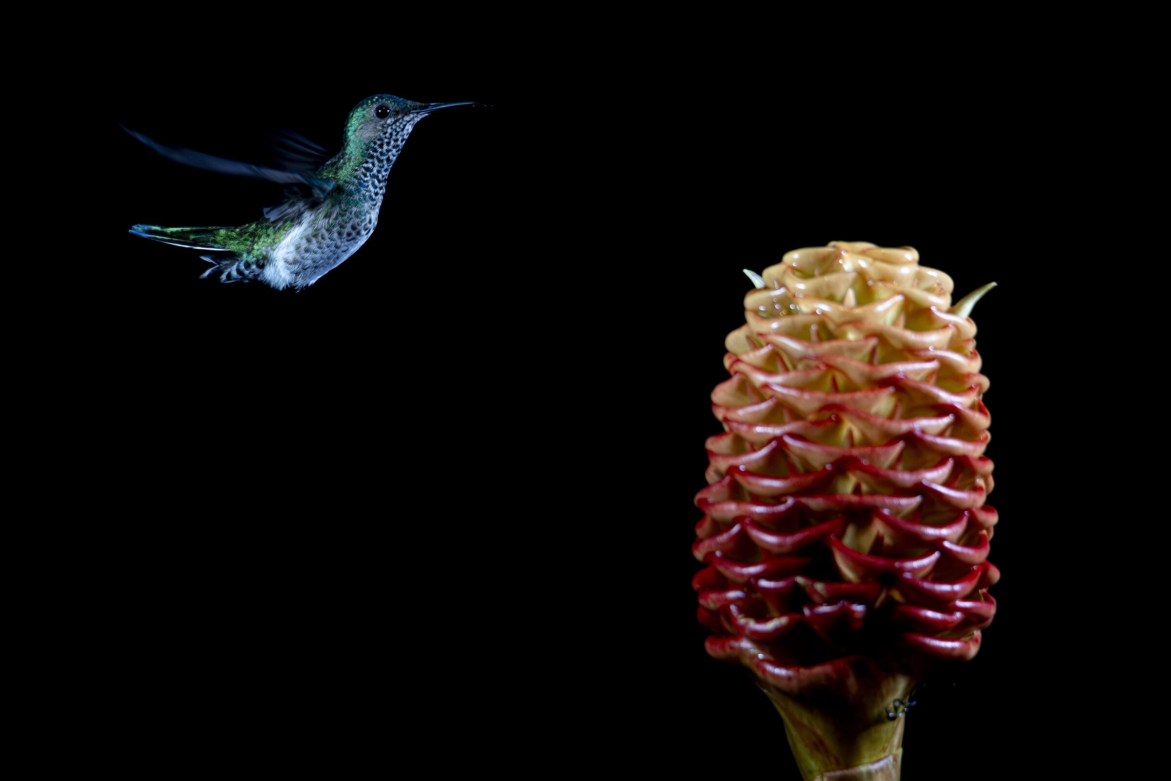 Colibrí en vuelo