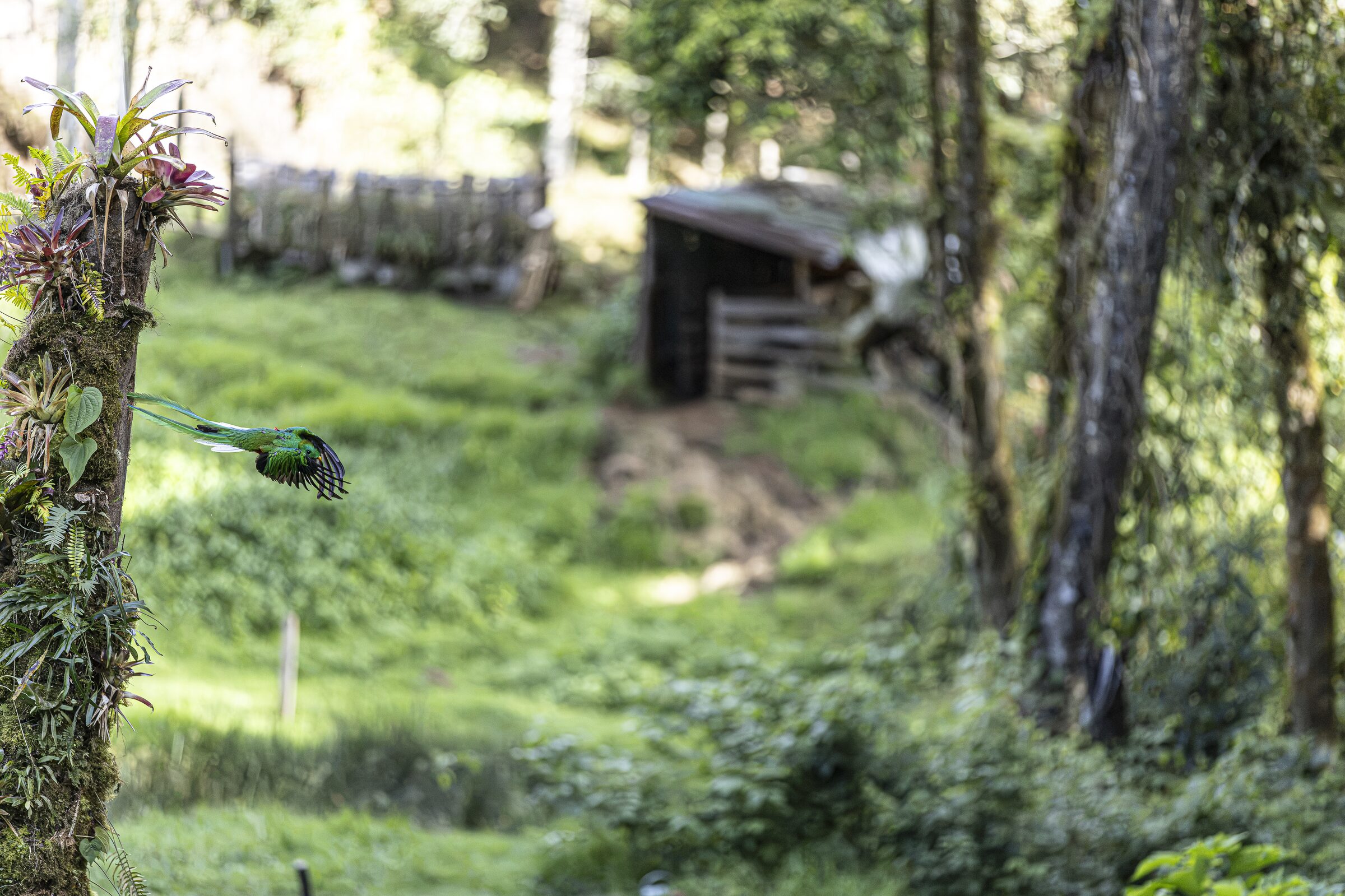 Cabaña en el bosque