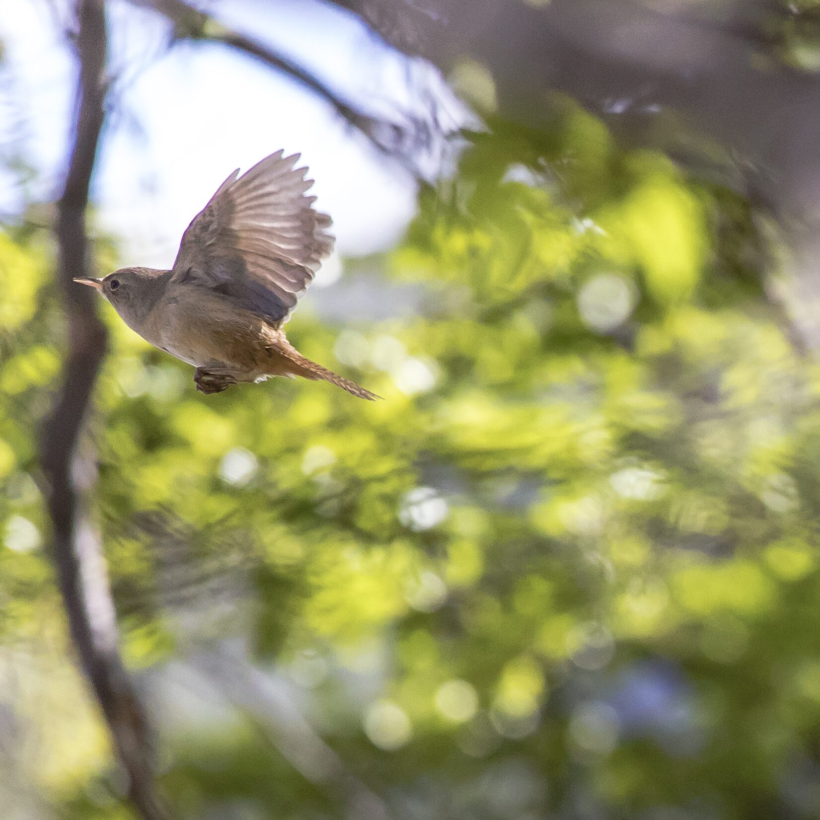 Pájaro en vuelo entre ramas