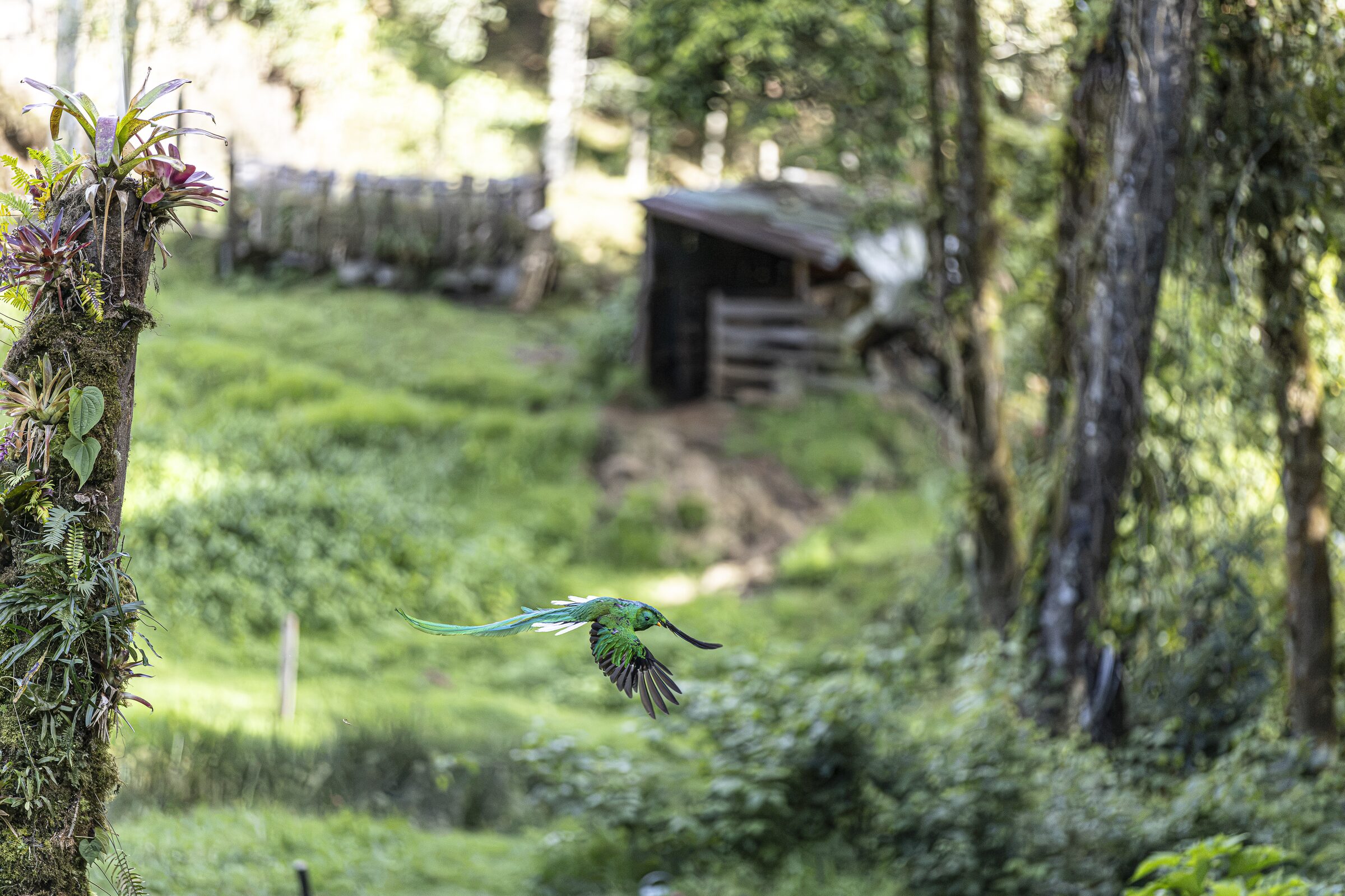 Ave en vuelo