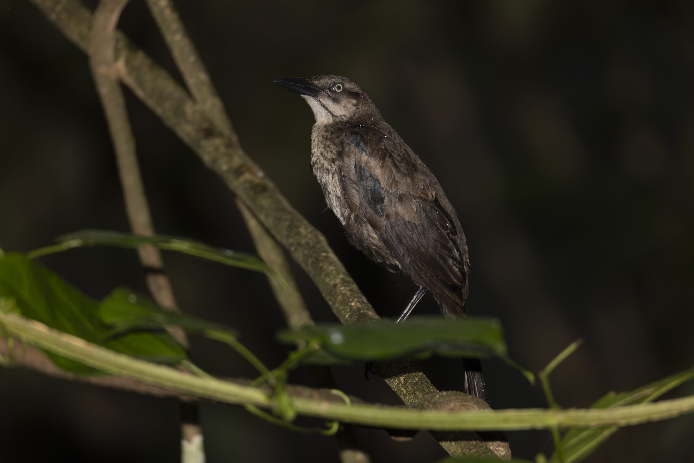 Pájaro en rama al atardecer