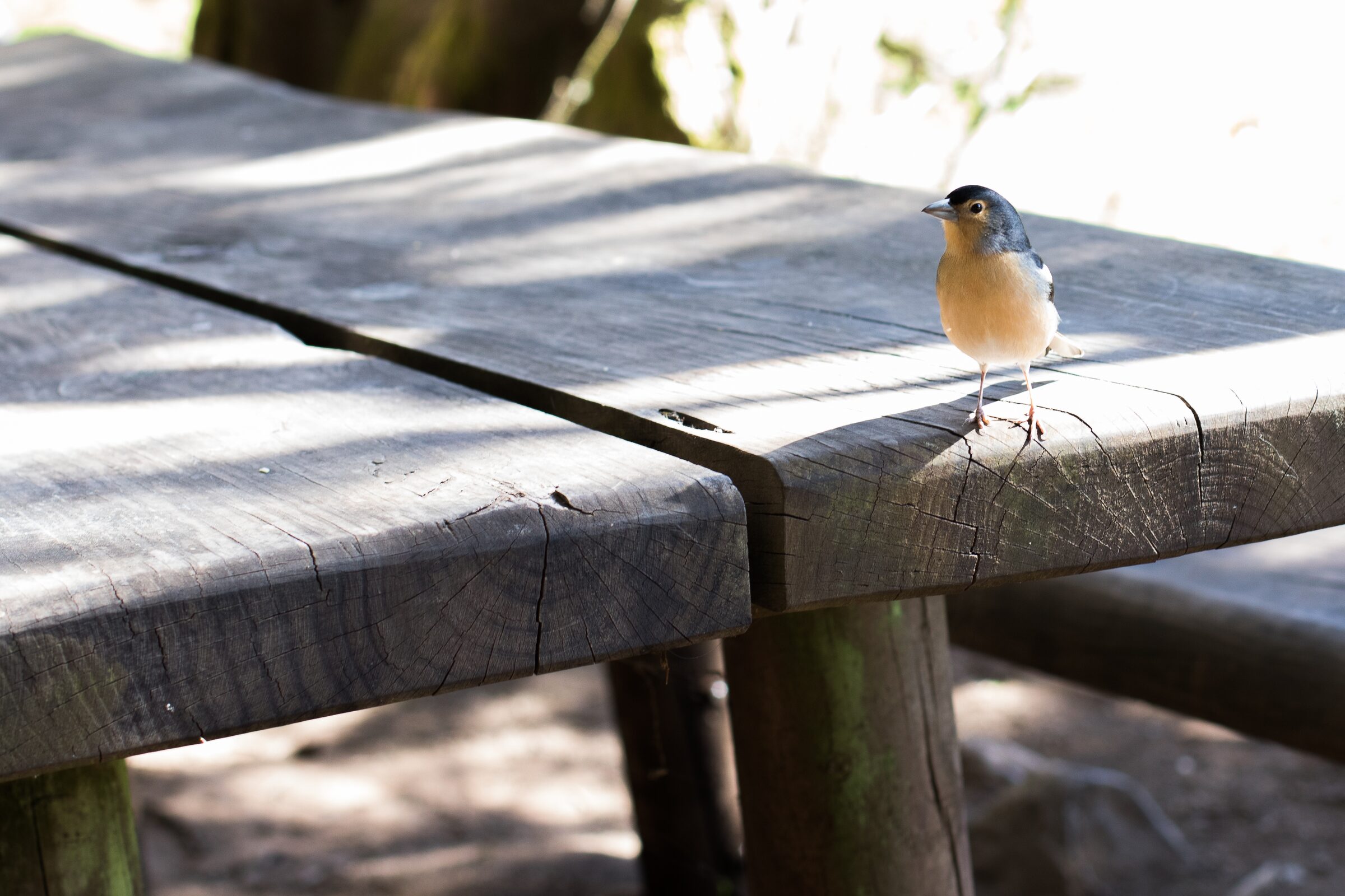 Pájaro en la mesa