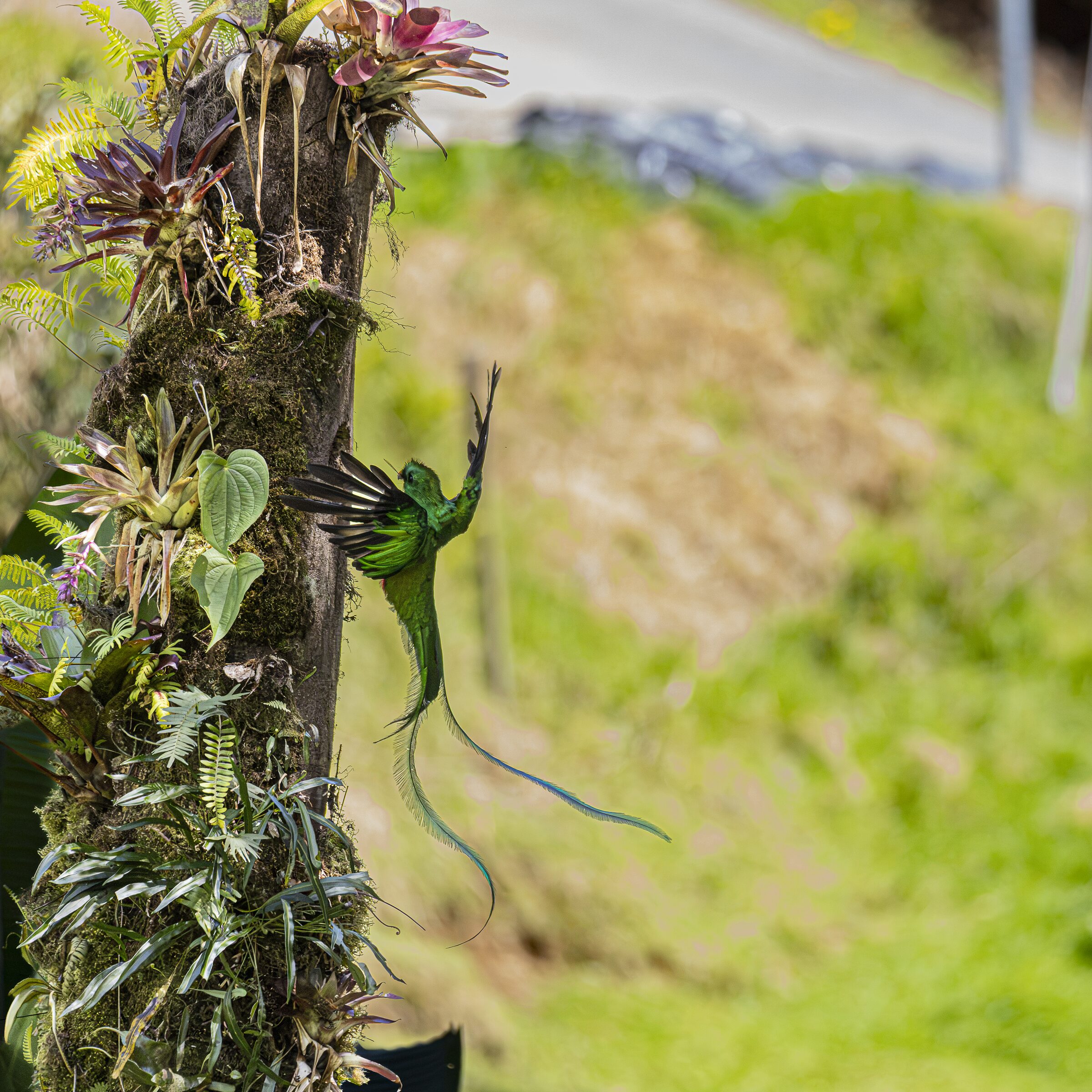 Colibrí en vuelo