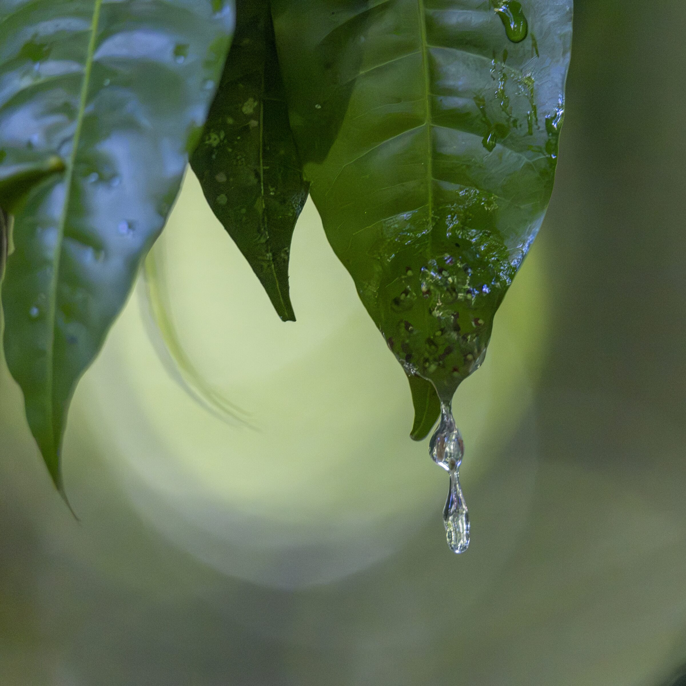 Gota de rocío en hoja