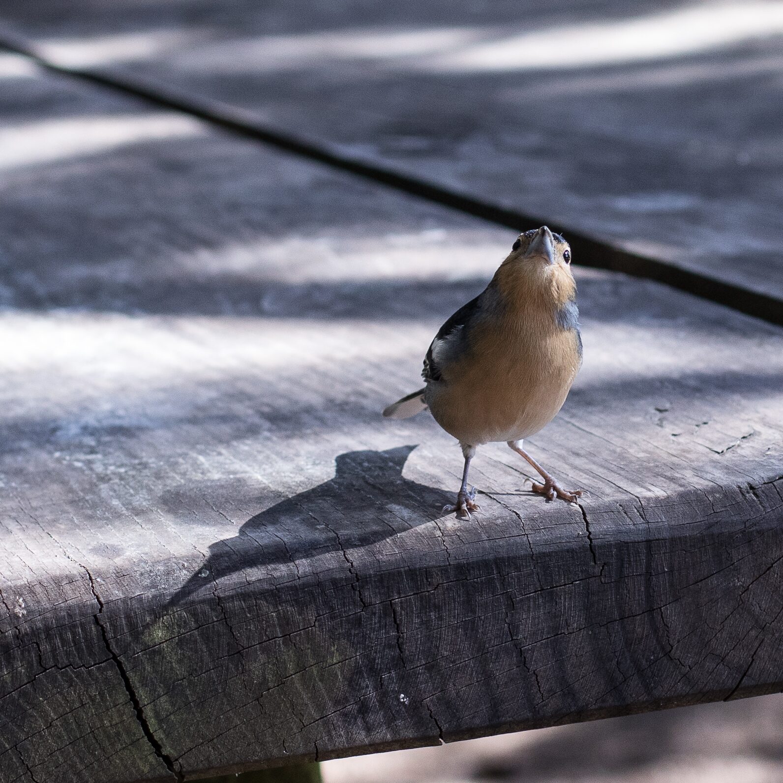 Pájaro en un banco