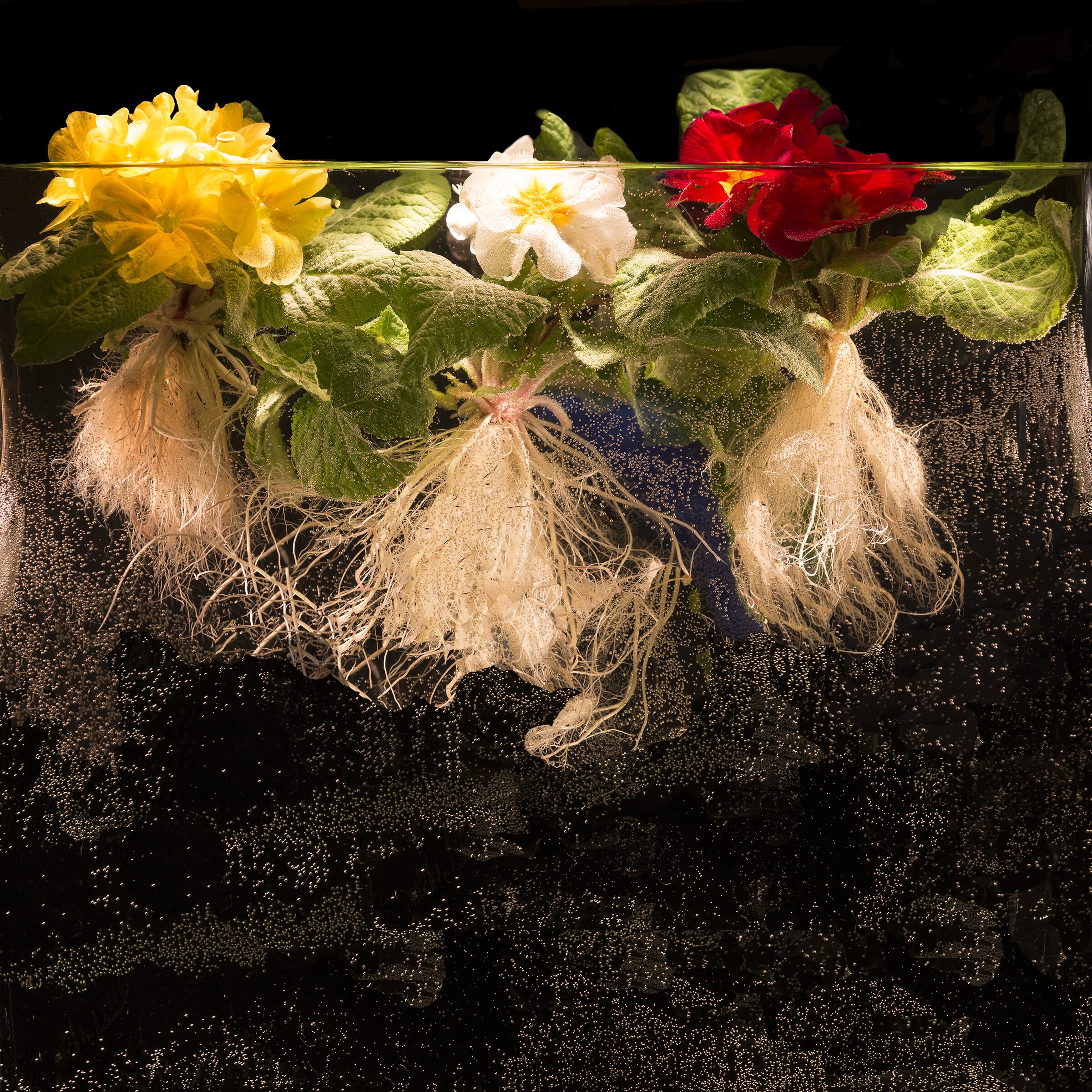 Raíces de flores en exhibición