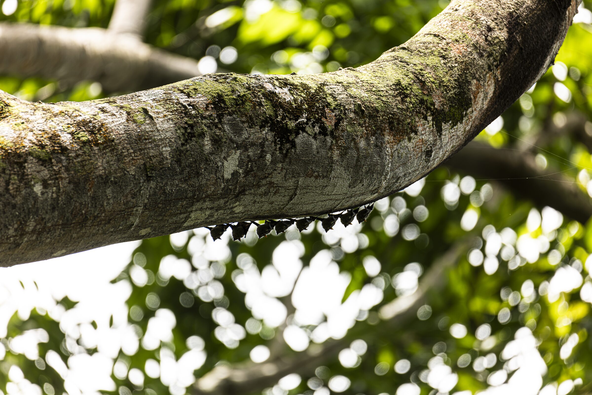 Rama de árbol con hojas