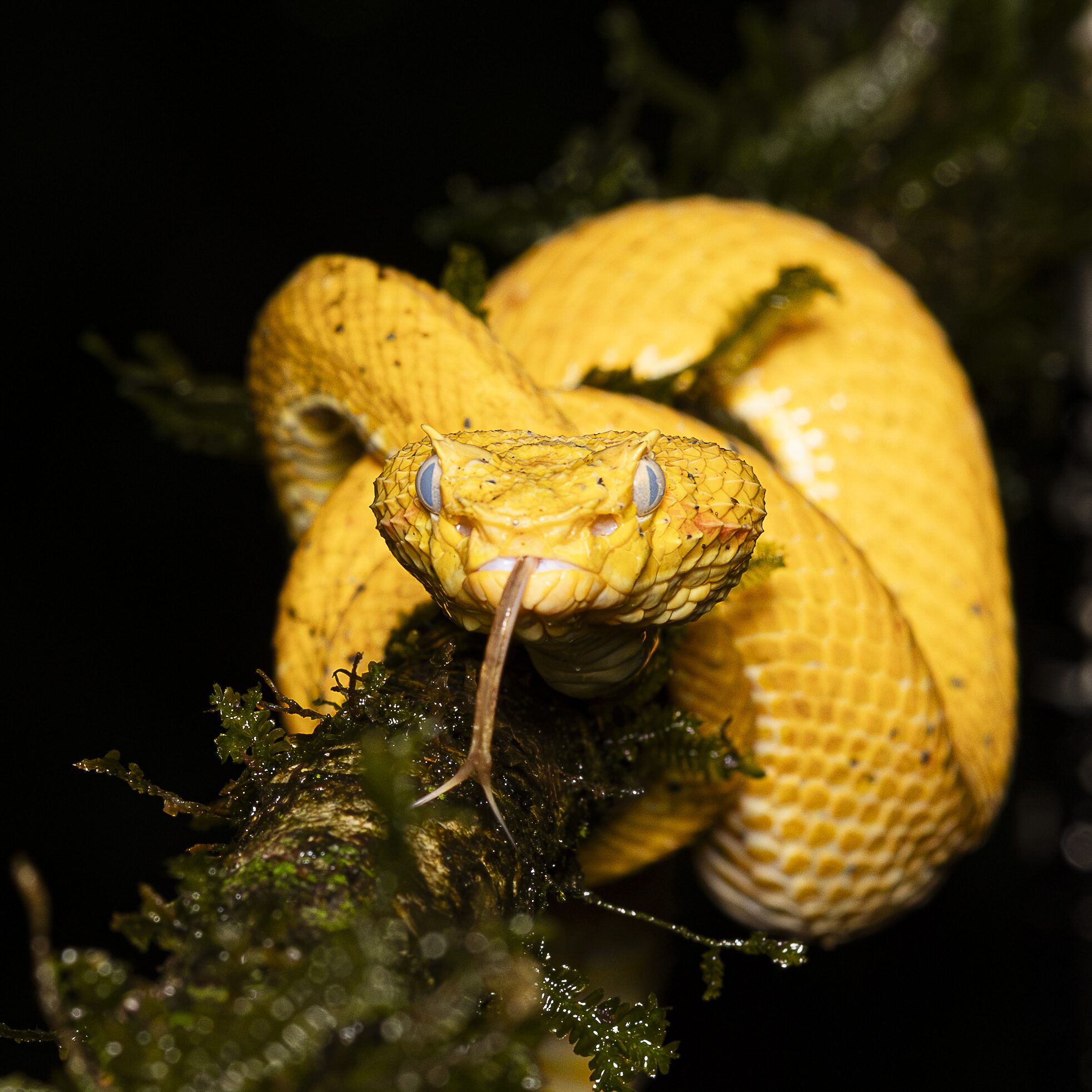 Serpiente en la naturaleza